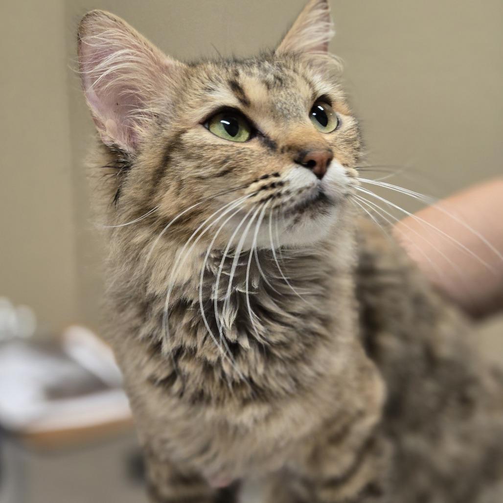 Toes, Adoptable, Young Female Domestic Short Hair.