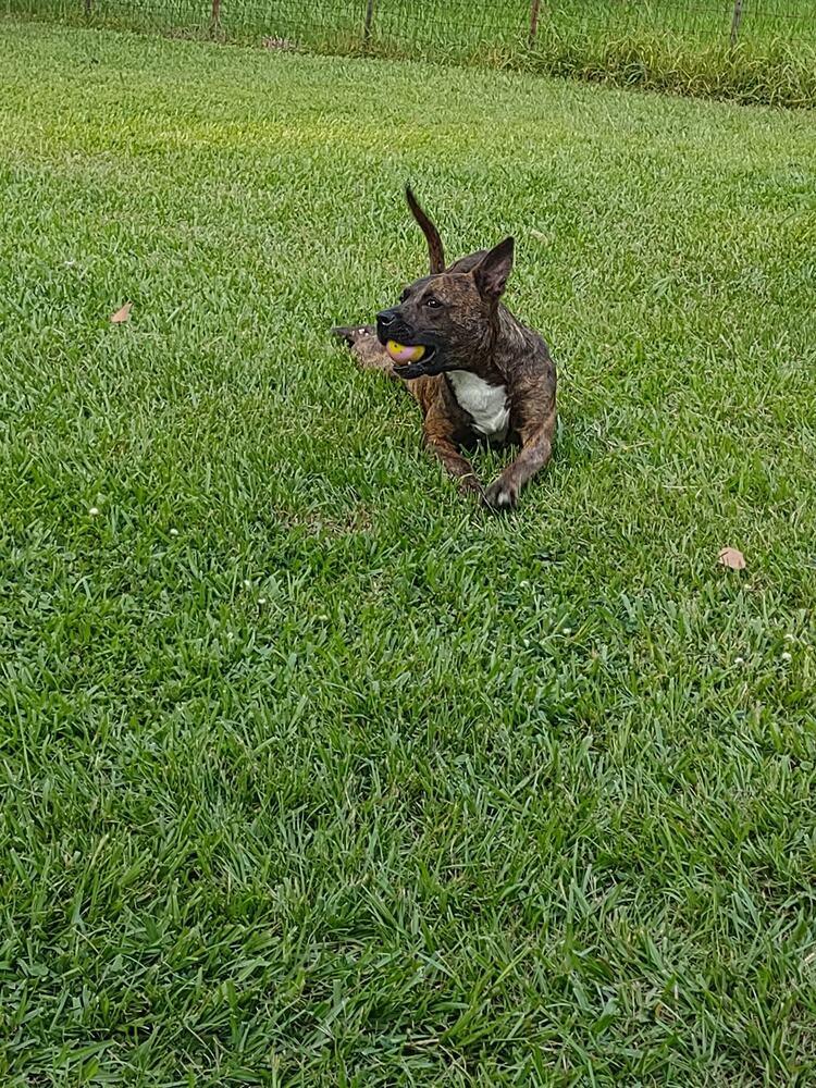 Sissy, Adoptable, Adult Female Mixed Breed.