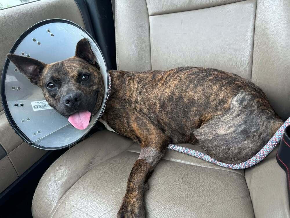 Enlarge Sissy, a Adoptable Mixed Breed in Scott, LA image 3/3