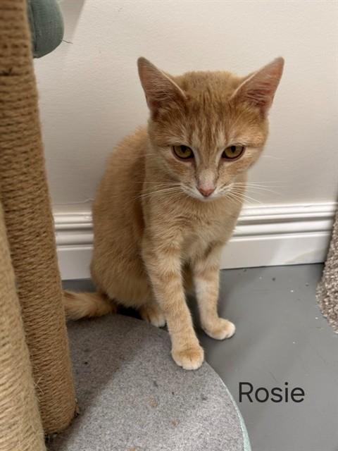 Enlarge ROSIE, a Adoptable Domestic Short Hair in Saint Peters, MO image 1/1