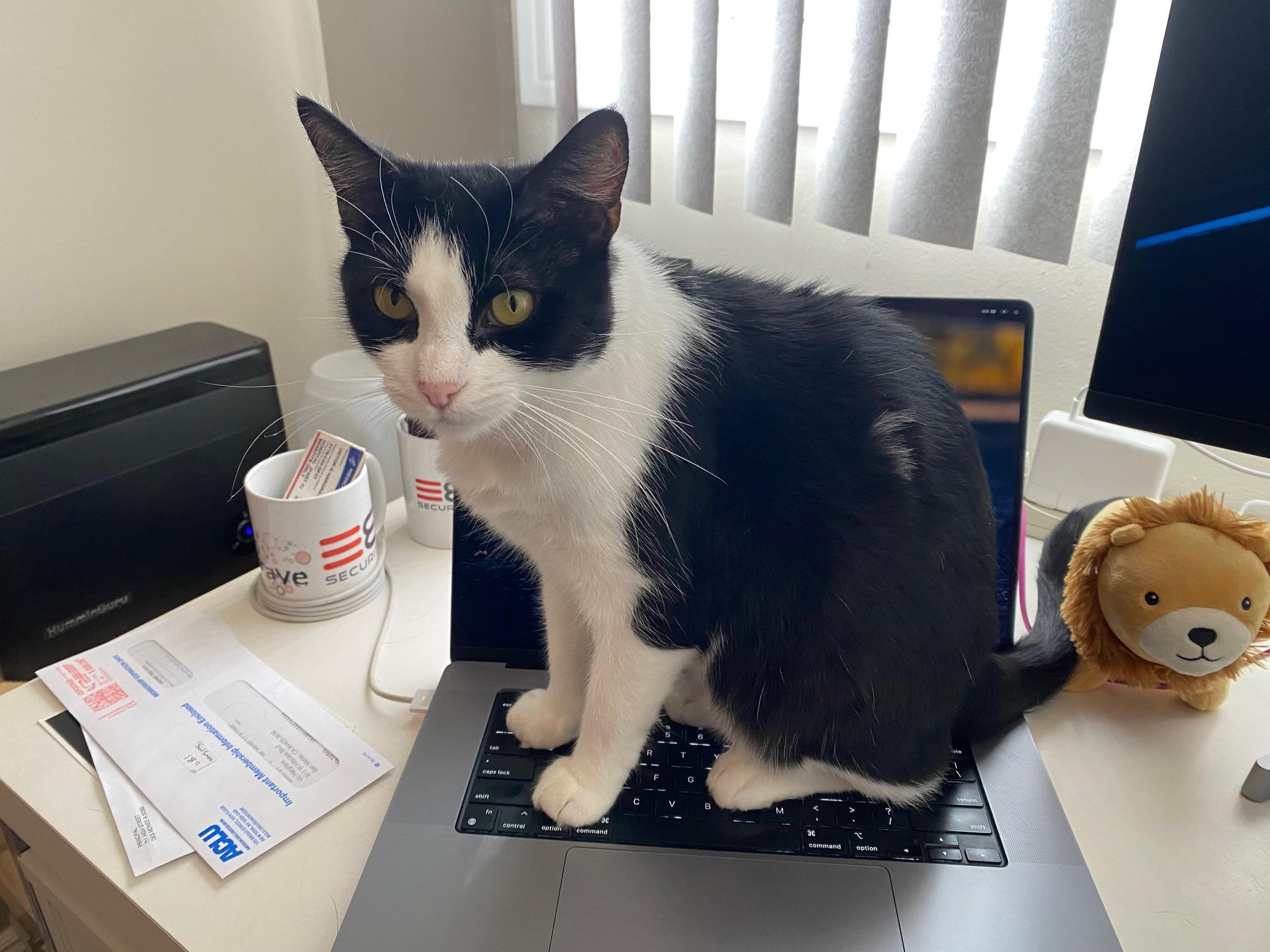 Candace, a Adoptable mixed breed in South San Francisco, CA image 5/5