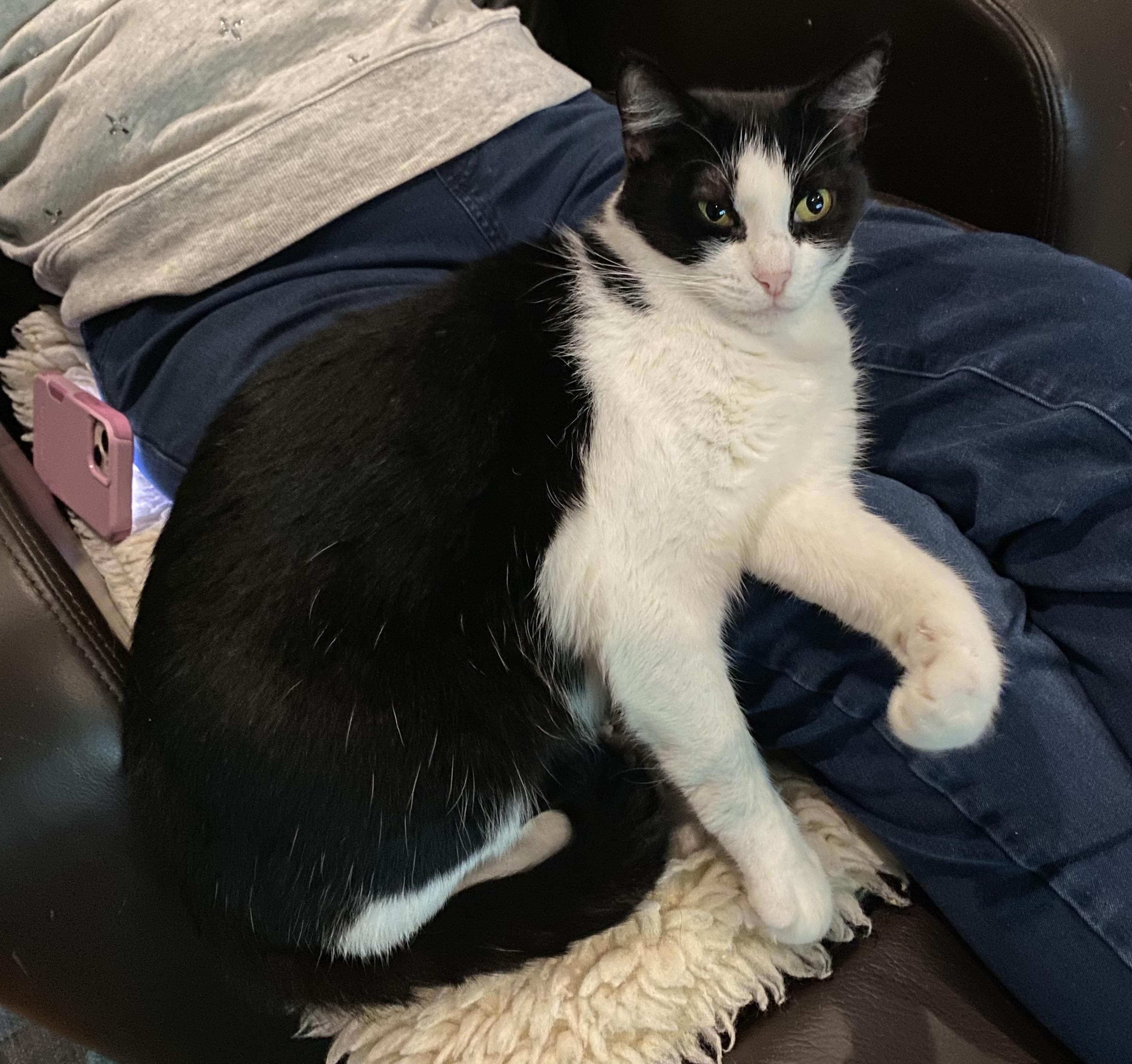 Candace, a Adoptable mixed breed in South San Francisco, CA image 2/5