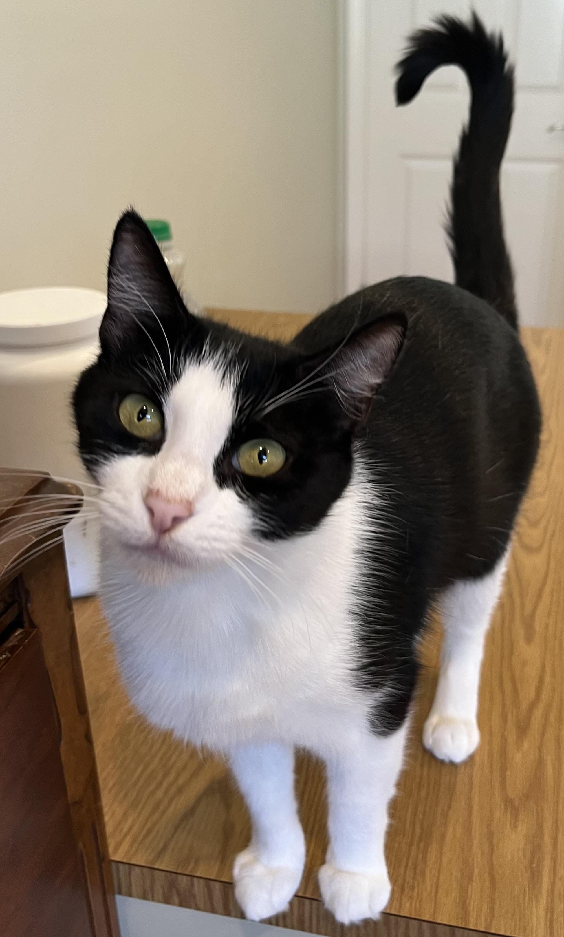 Candace, a Adoptable mixed breed in South San Francisco, CA image 1/5