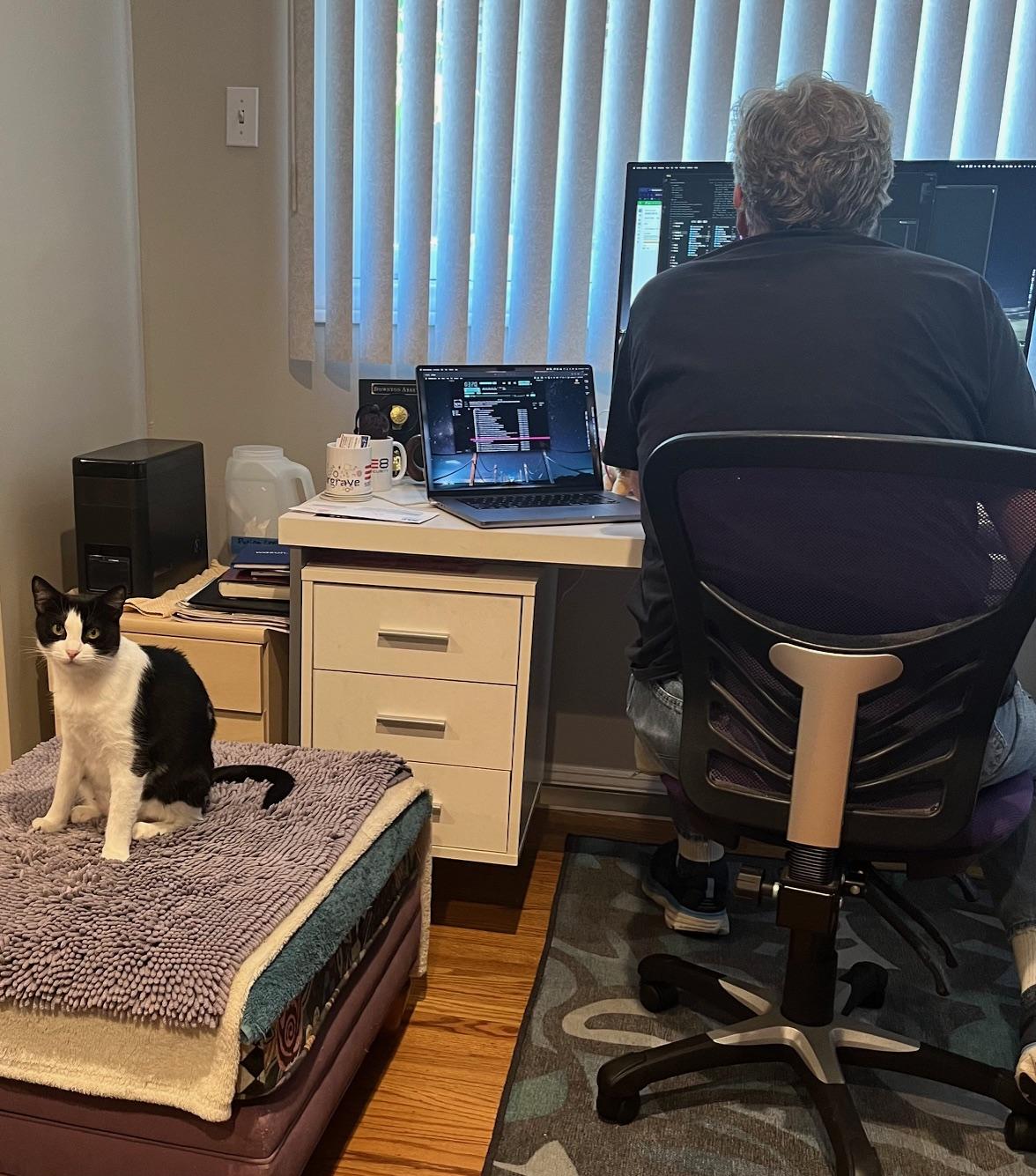 Candace, a Adoptable mixed breed in South San Francisco, CA image 4/5