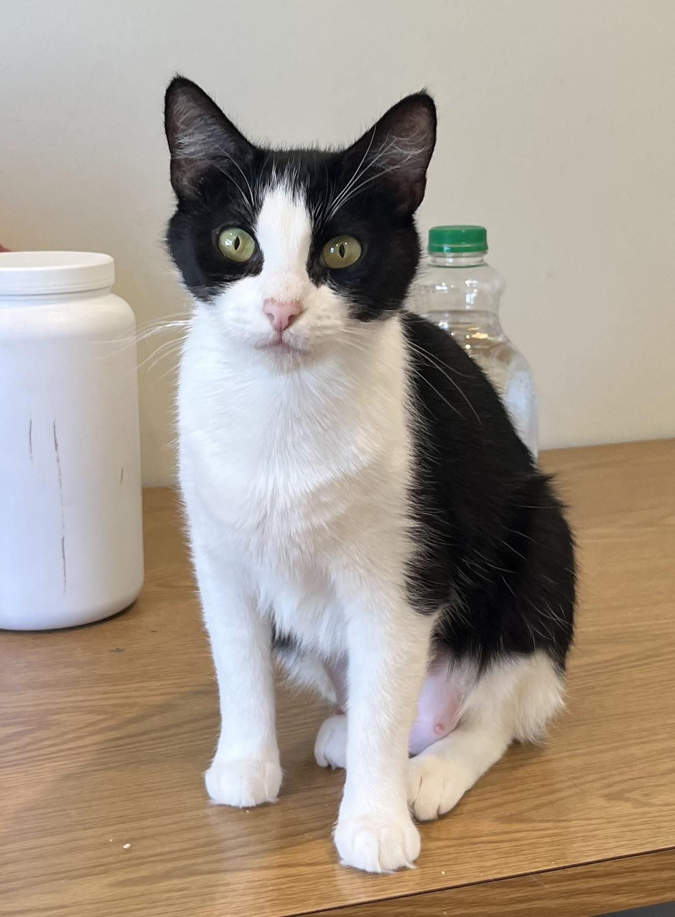 Candace, a Adoptable mixed breed in South San Francisco, CA image 3/5