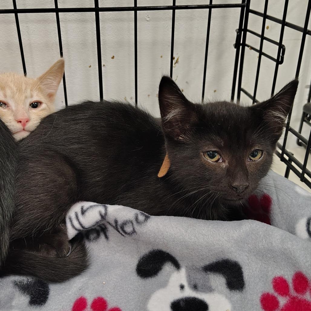 Enlarge Mud (brown collar), a Adoptable Domestic Short Hair in Coos Bay, OR image 1/4