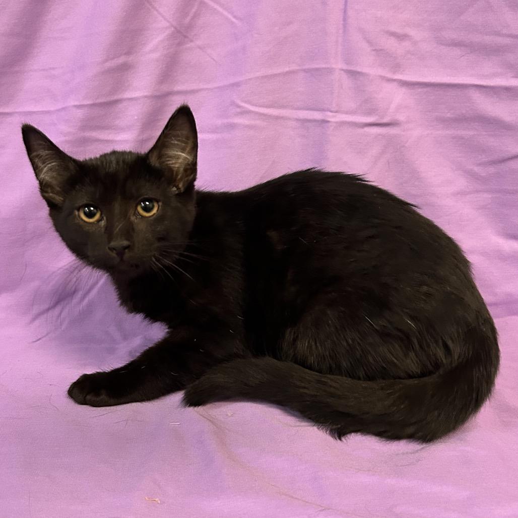 Enlarge Mud (brown collar), a Adoptable Domestic Short Hair in Coos Bay, OR image 2/4