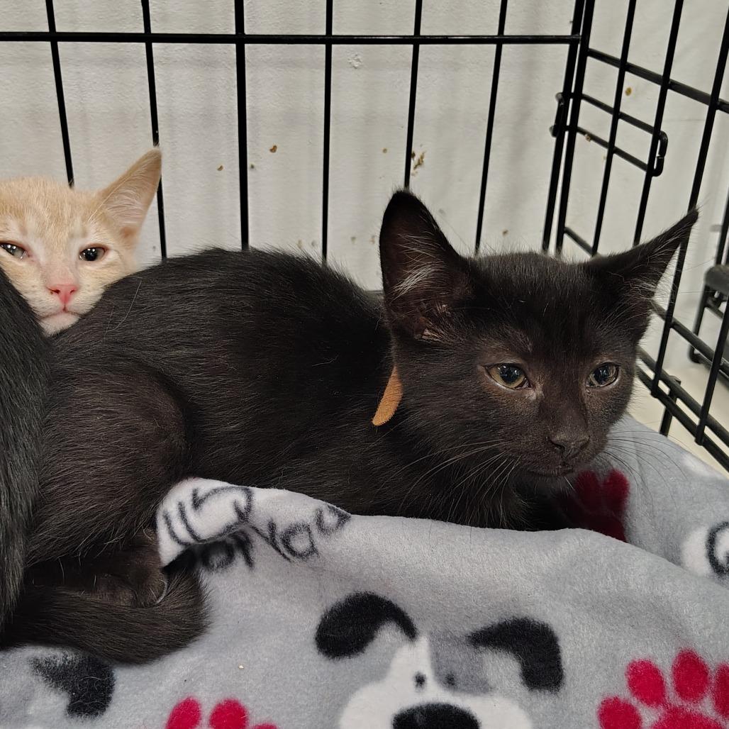 Enlarge Mud (brown collar), a Adoptable Domestic Short Hair in Coos Bay, OR image 3/4