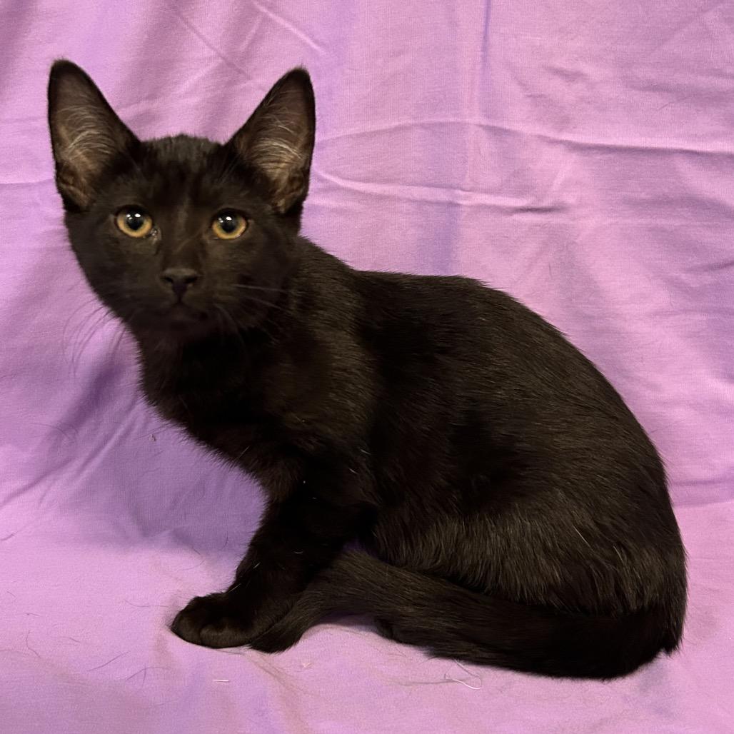 Enlarge Mud (brown collar), a Adoptable Domestic Short Hair in Coos Bay, OR image 4/4