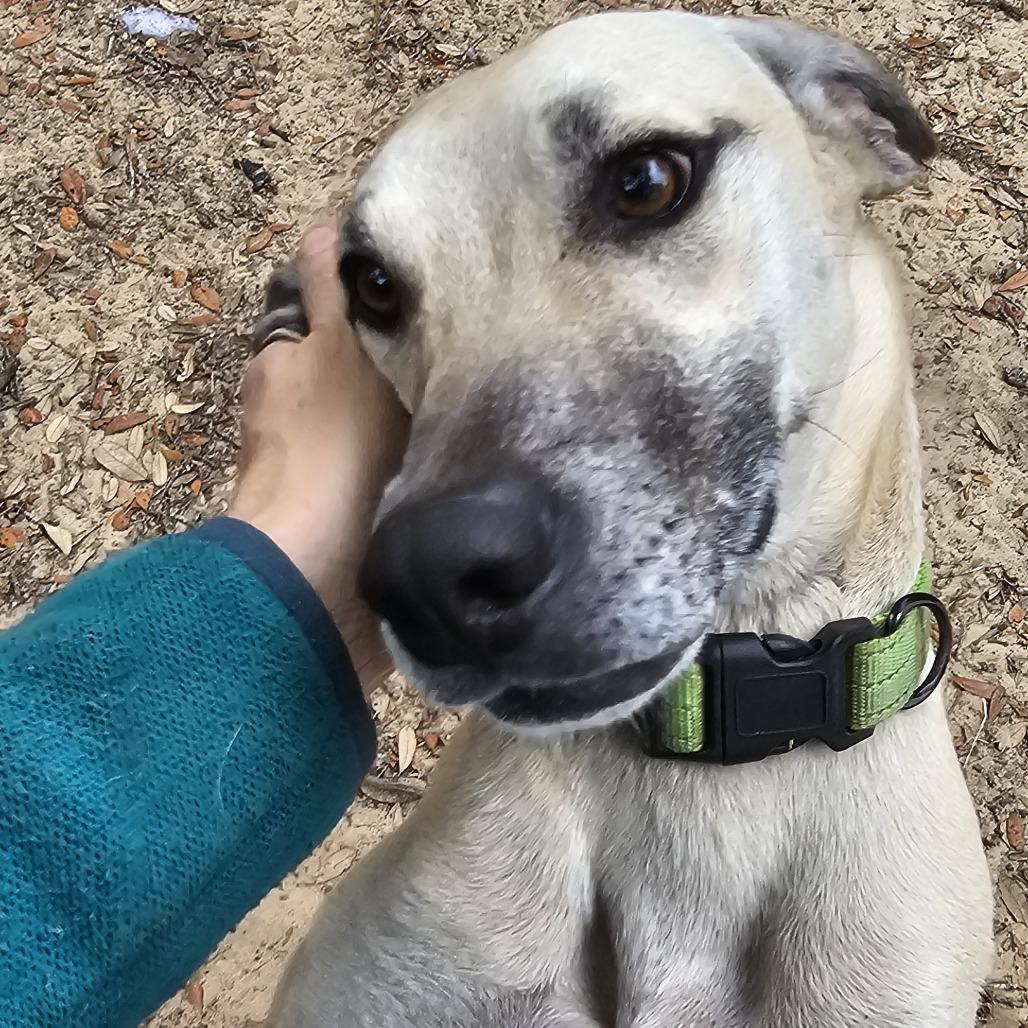 Enlarge Benji, a Adoptable Black Mouth Cur in Melrose, FL image 1/1