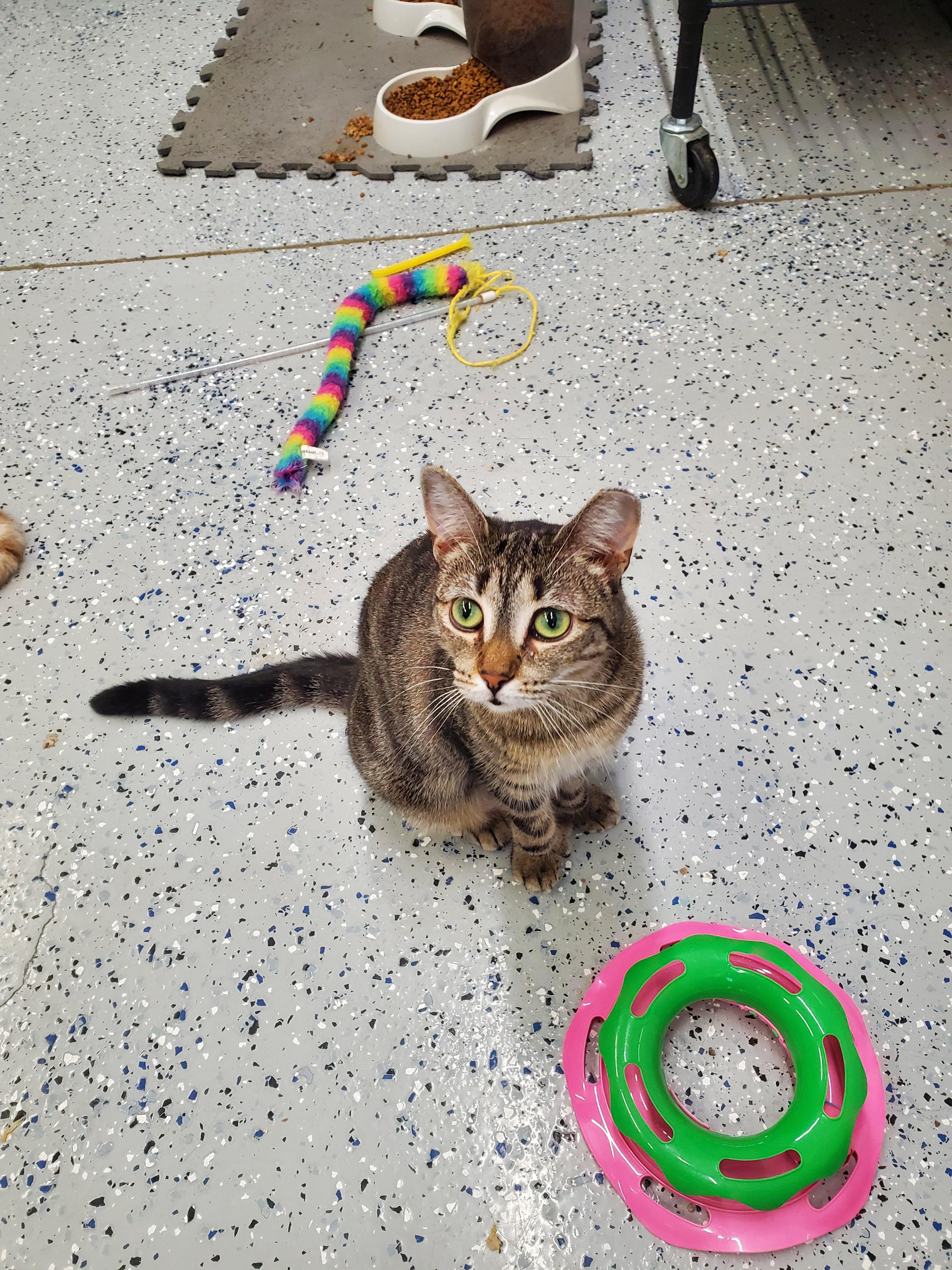 Enlarge Quasar, a Adoptable mixed breed in Brighton, MI image 2/4
