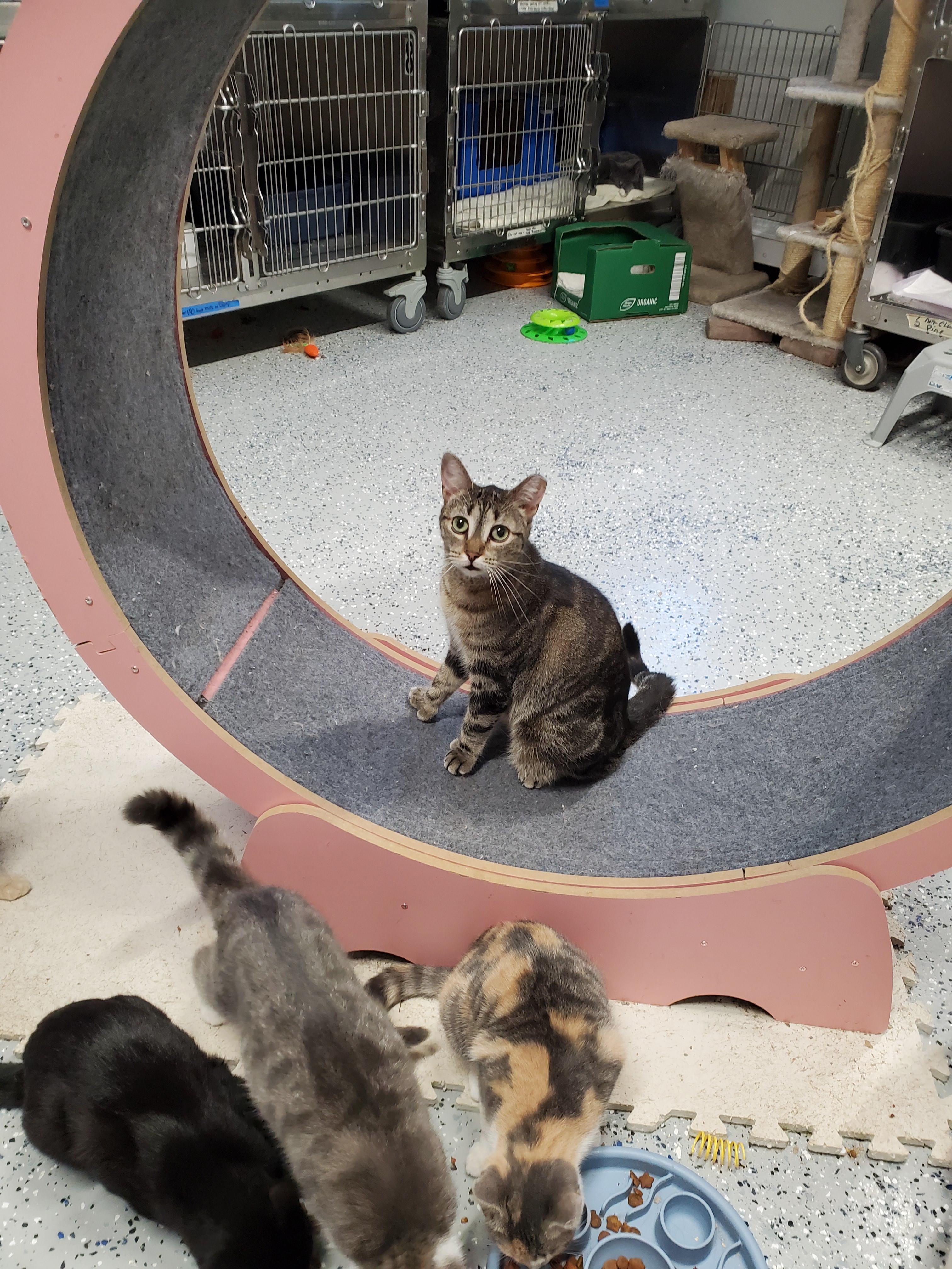 Enlarge Quasar, a Adoptable mixed breed in Brighton, MI image 3/4
