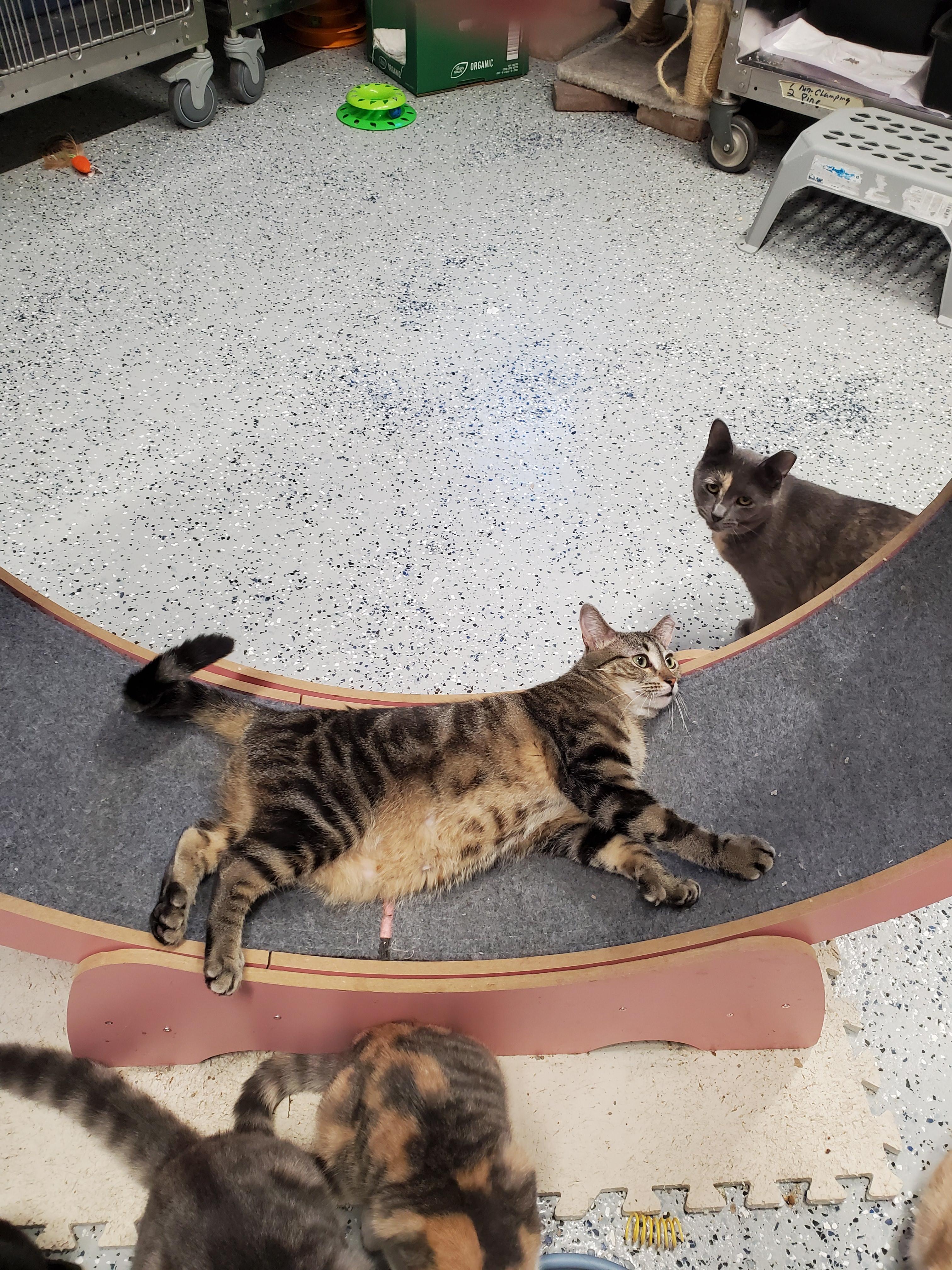Enlarge Quasar, a Adoptable mixed breed in Brighton, MI image 4/4