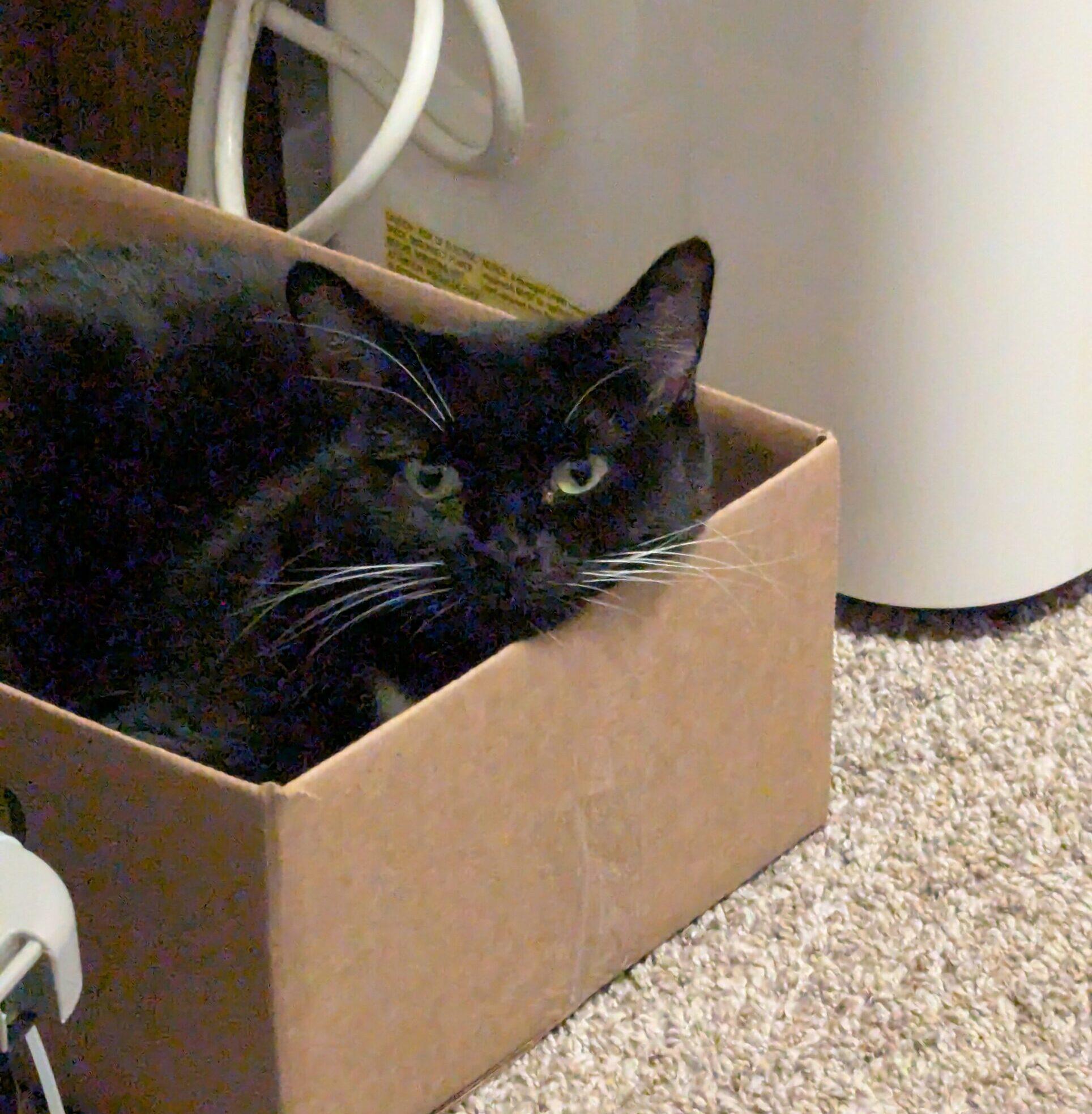 Enlarge Irina, a ADOPTABLE Domestic Short Hair in Calgary, AB image 2/4