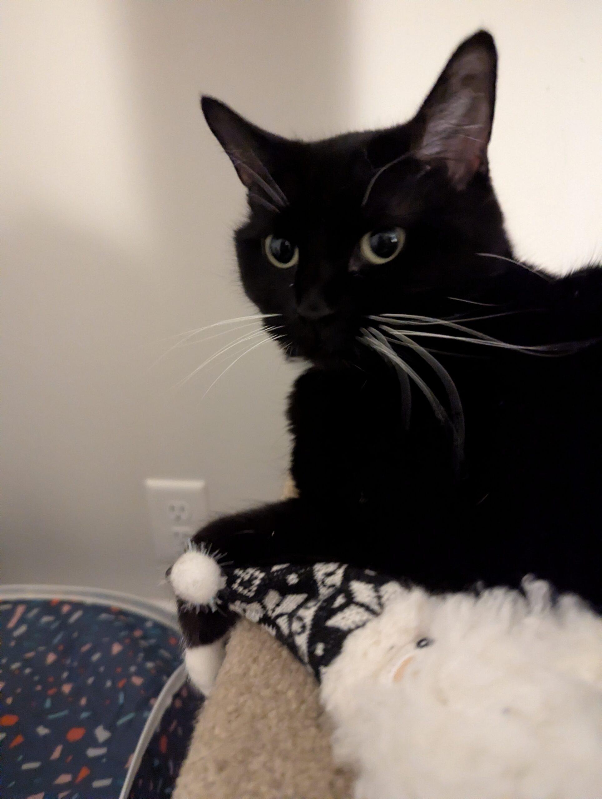 Enlarge Irina, a ADOPTABLE Domestic Short Hair in Calgary, AB image 4/4