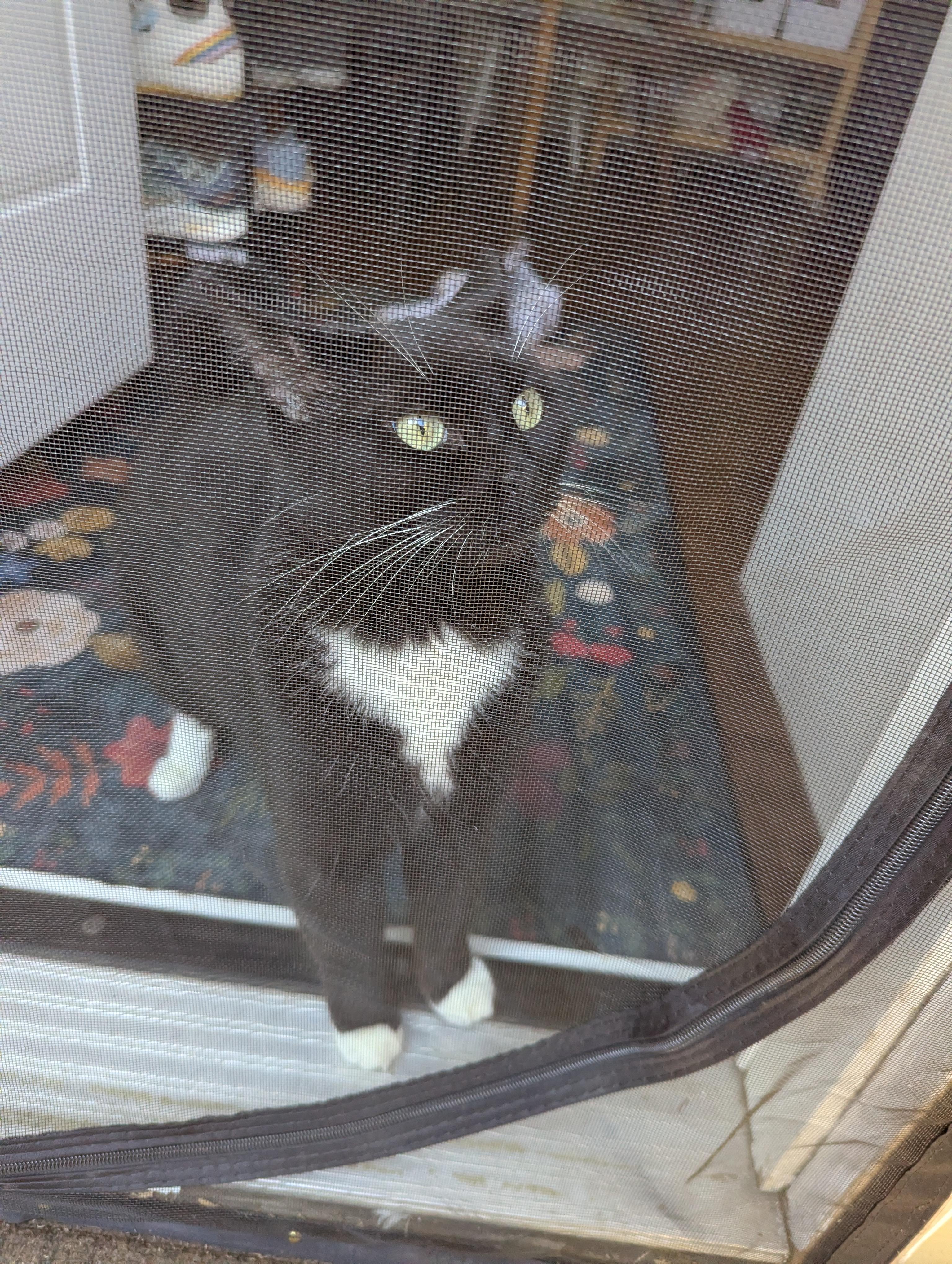 Enlarge Irina, a ADOPTABLE Domestic Short Hair in Calgary, AB image 4/6