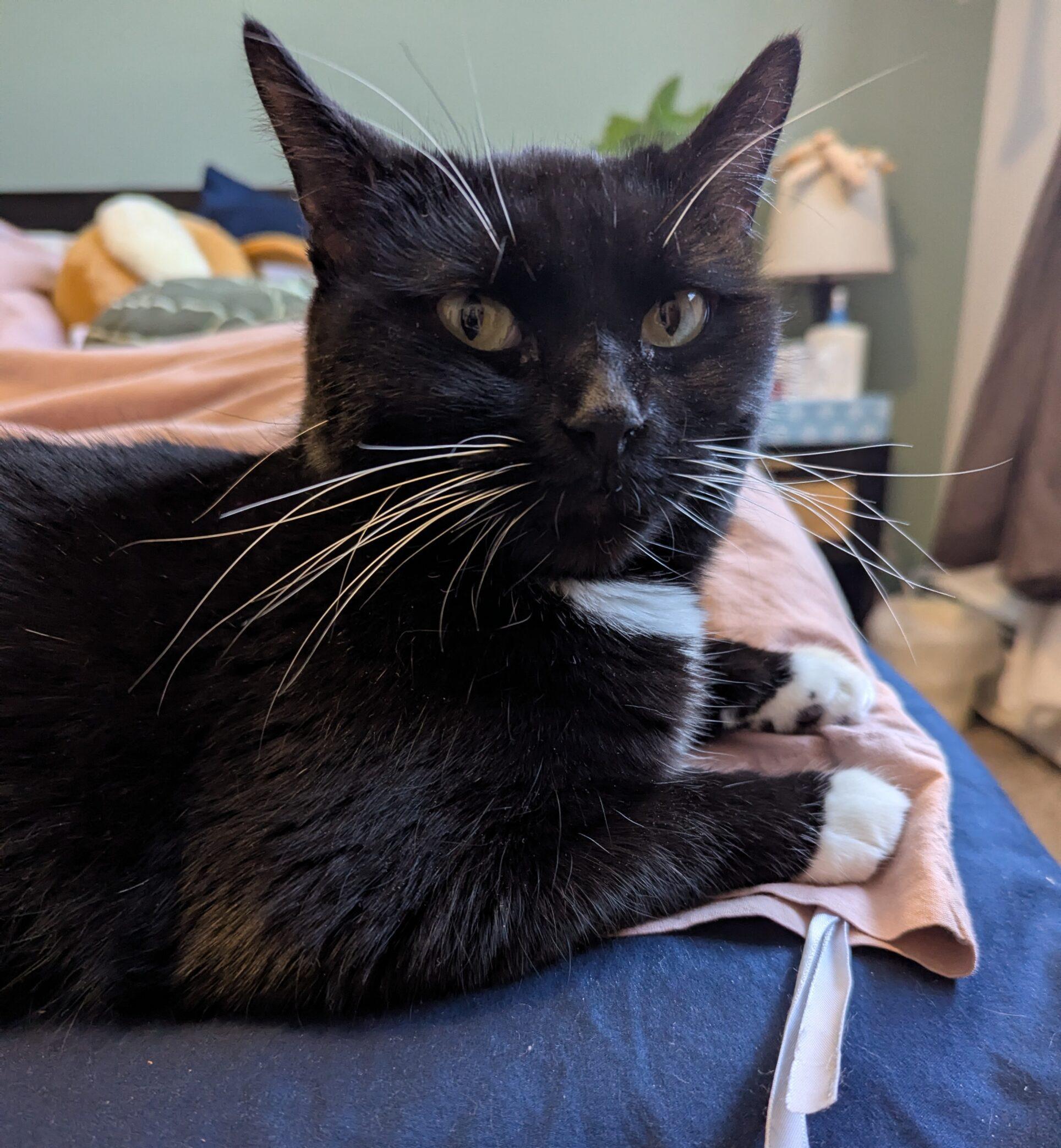 Enlarge Irina, a ADOPTABLE Domestic Short Hair in Calgary, AB image 1/4