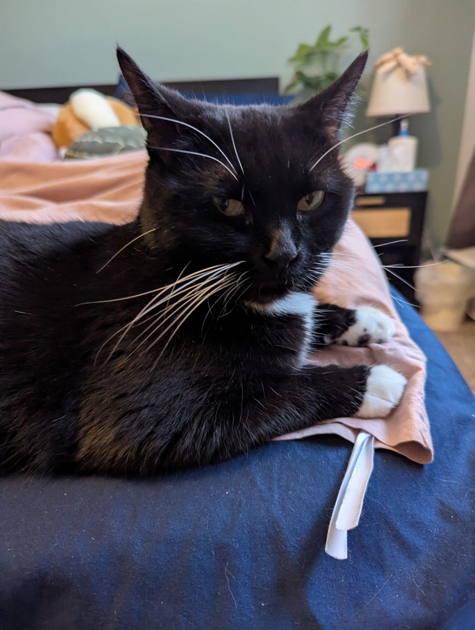 Enlarge Irina, a ADOPTABLE Domestic Short Hair in Calgary, AB image 3/4