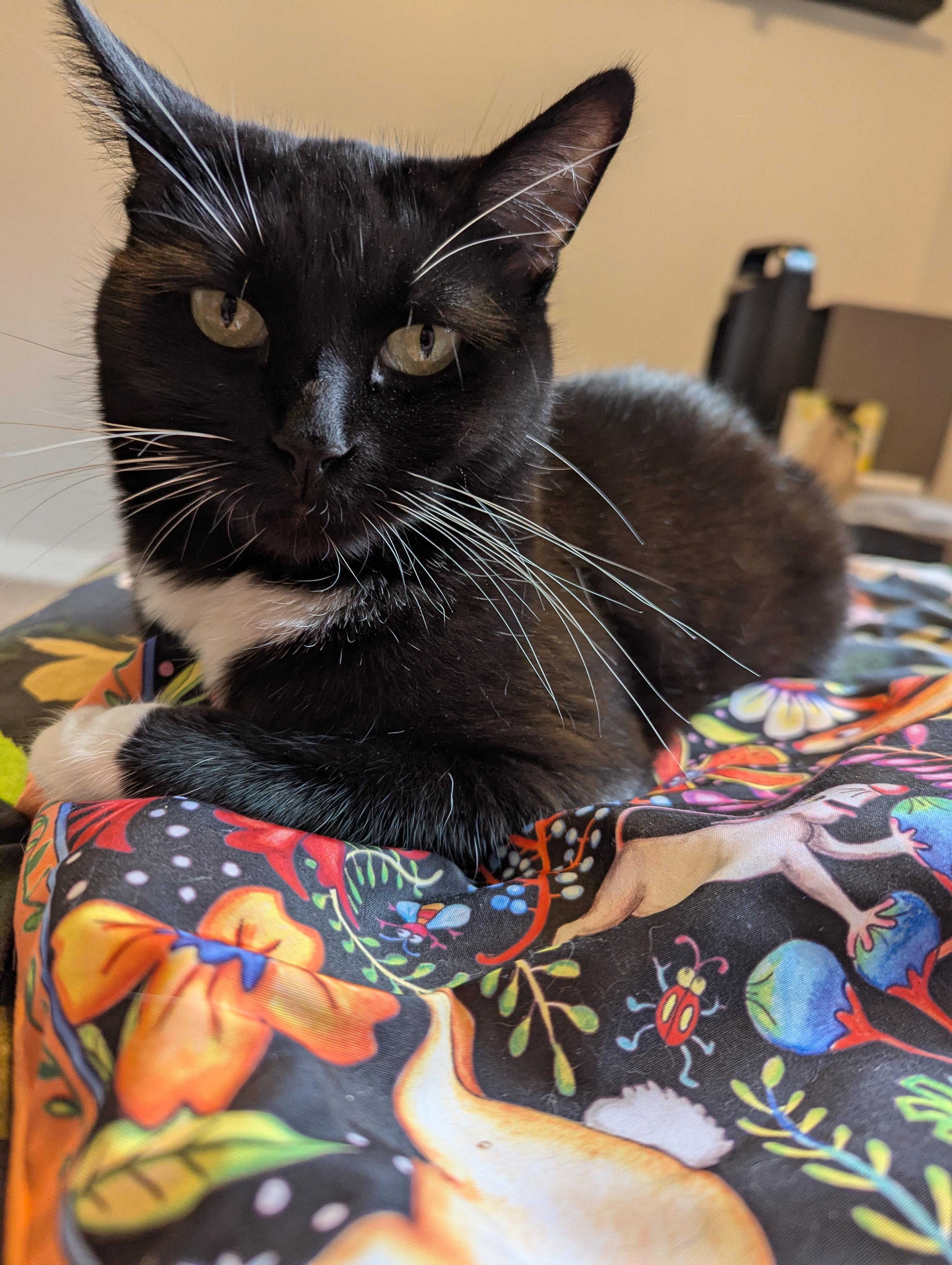 Enlarge Irina, a ADOPTABLE Domestic Short Hair in Calgary, AB image 5/6