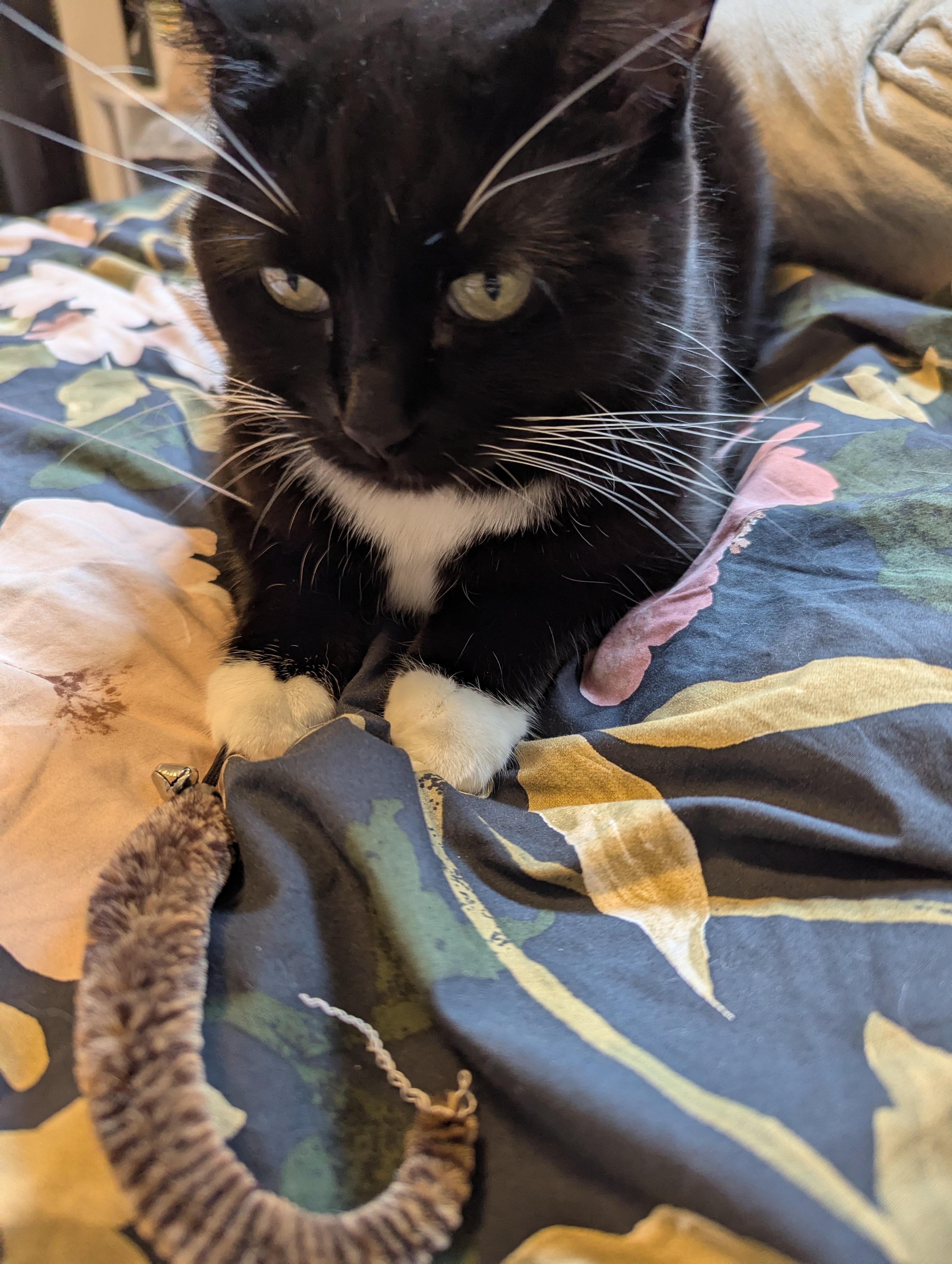 Enlarge Irina, a ADOPTABLE Domestic Short Hair in Calgary, AB image 6/6