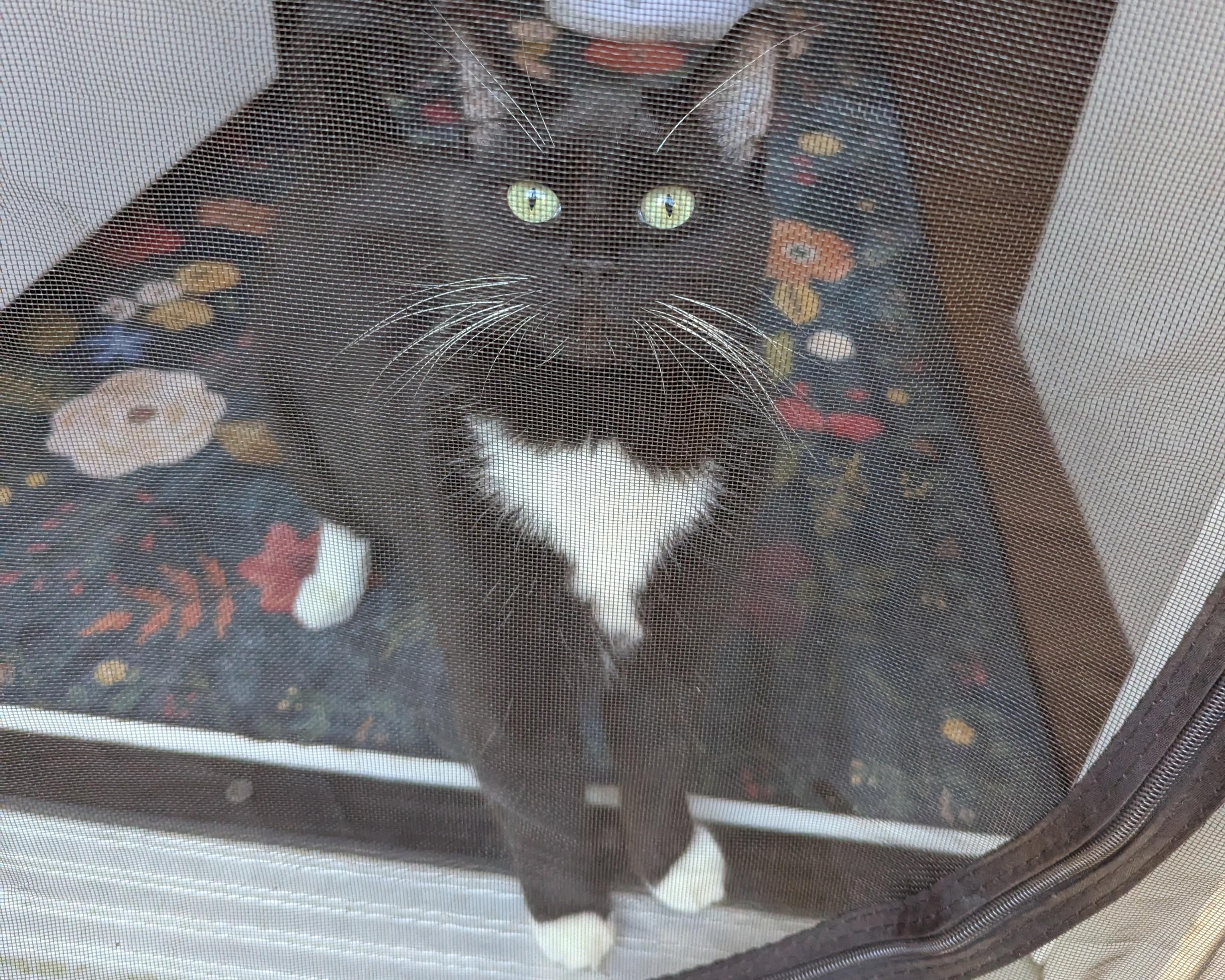 Irina, ADOPTABLE, Young Female Domestic Short Hair.