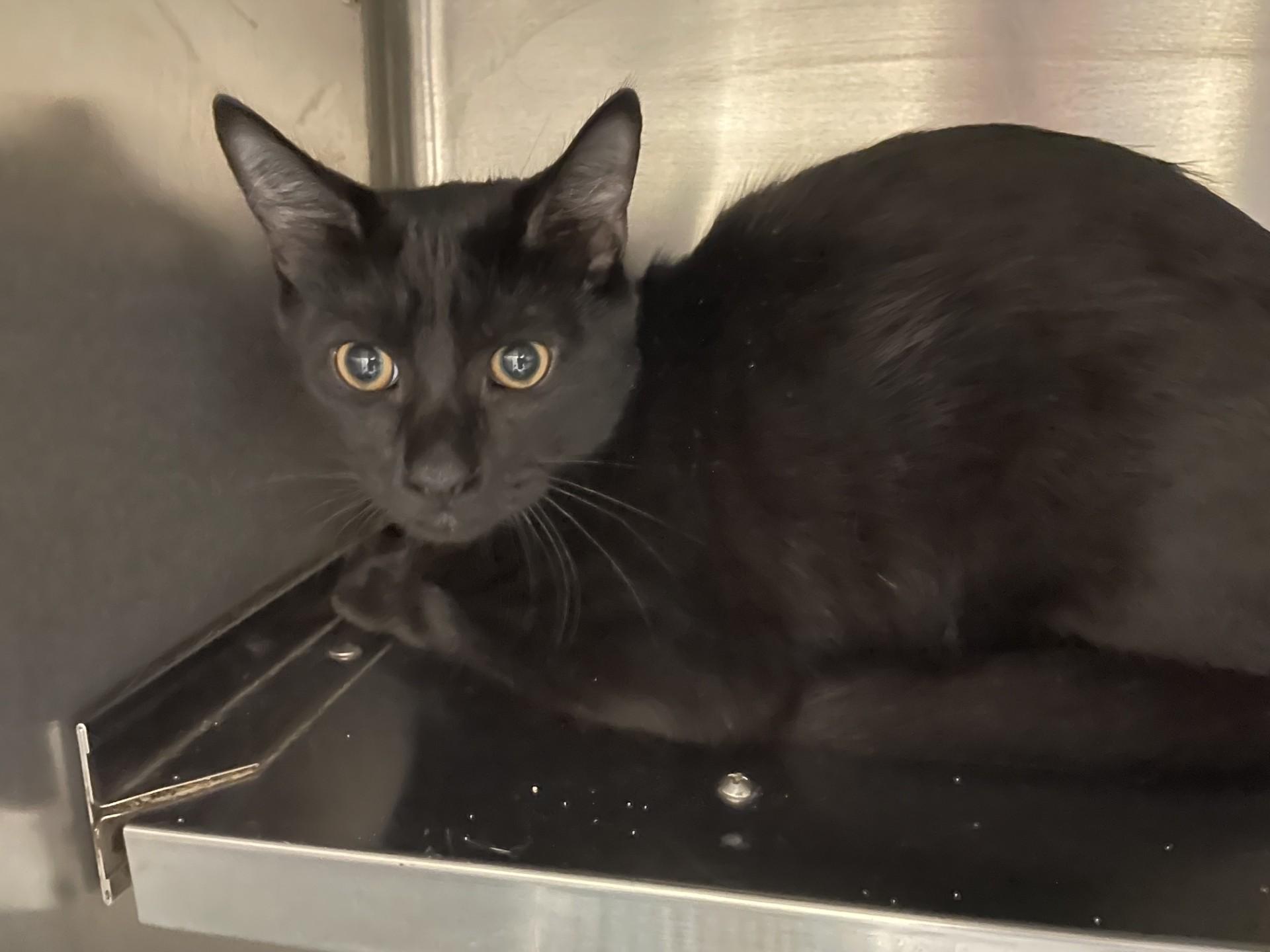 Darby121097, ADOPTABLE, Adult Female Domestic Short Hair.