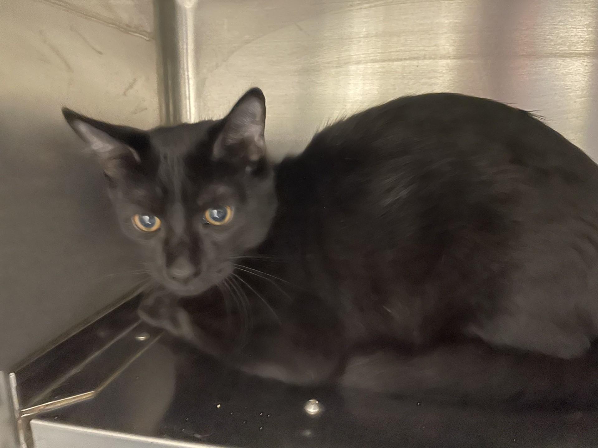 Enlarge Darby121097, a ADOPTABLE mixed breed in Rocky Mount, NC image 2/2