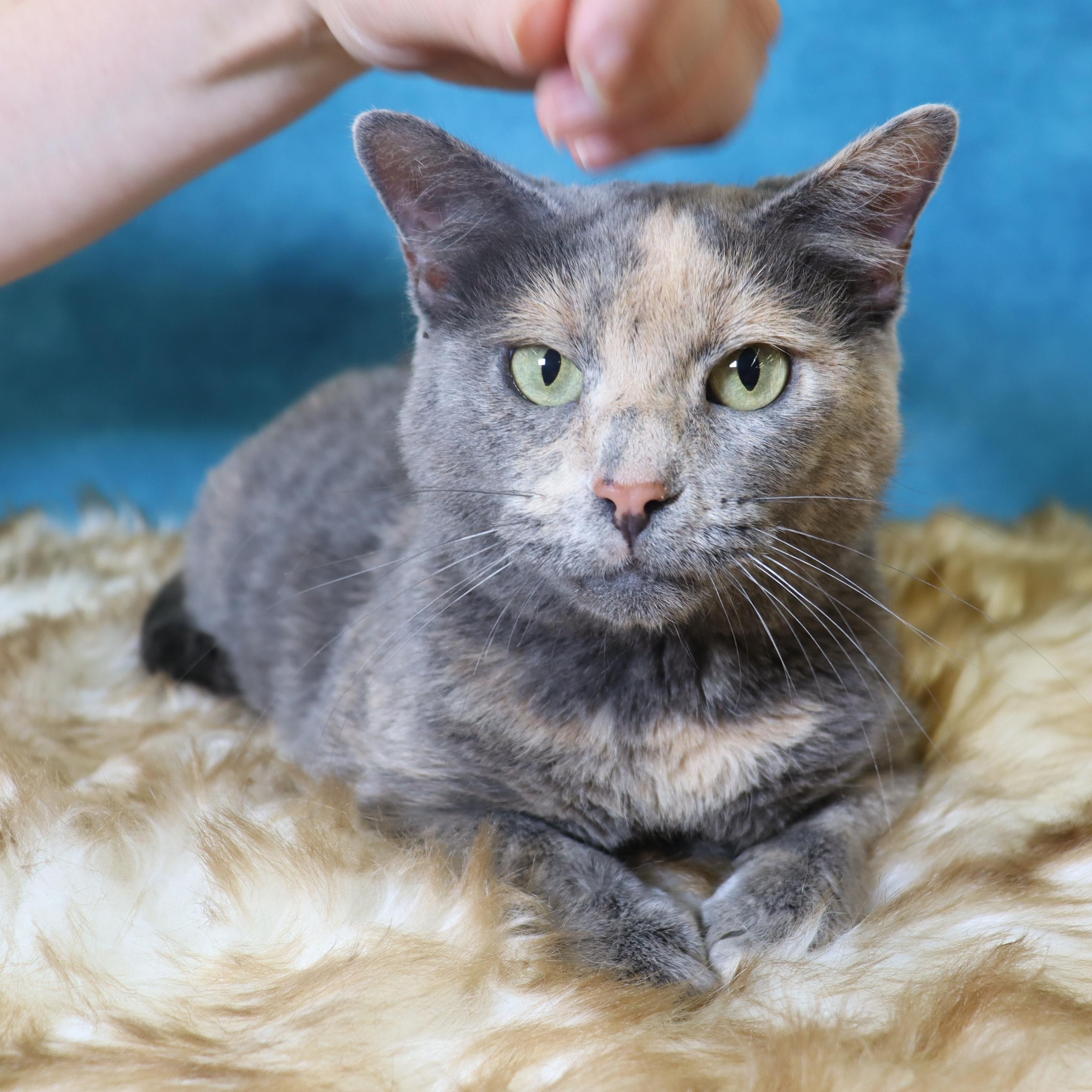 Dolly - Sweet, Petite and Grateful, a Adoptable Dilute Tortoiseshell in League City, TX image 3/5
