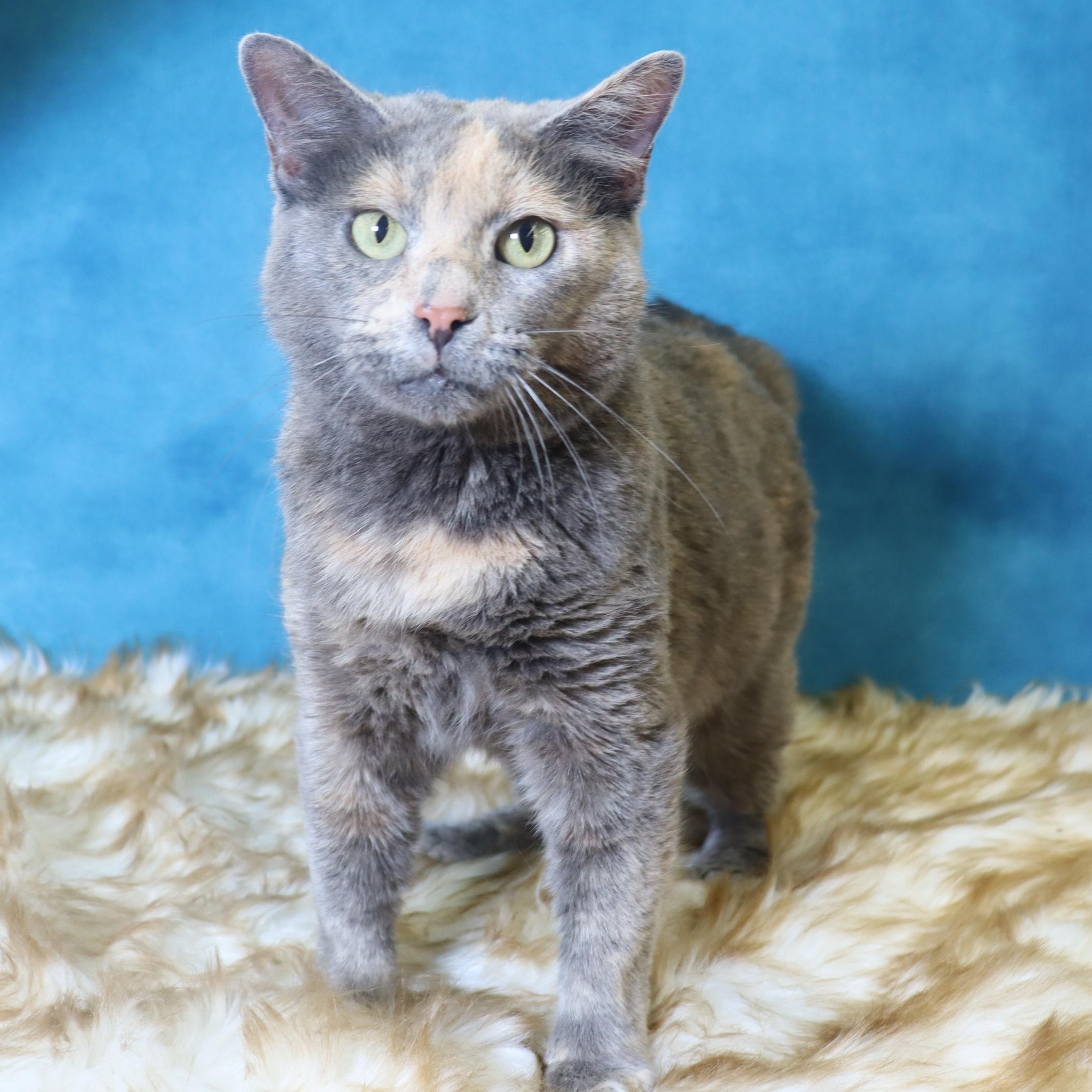 Dolly - Sweet, Petite and Grateful, a Adoptable Dilute Tortoiseshell in League City, TX image 2/5