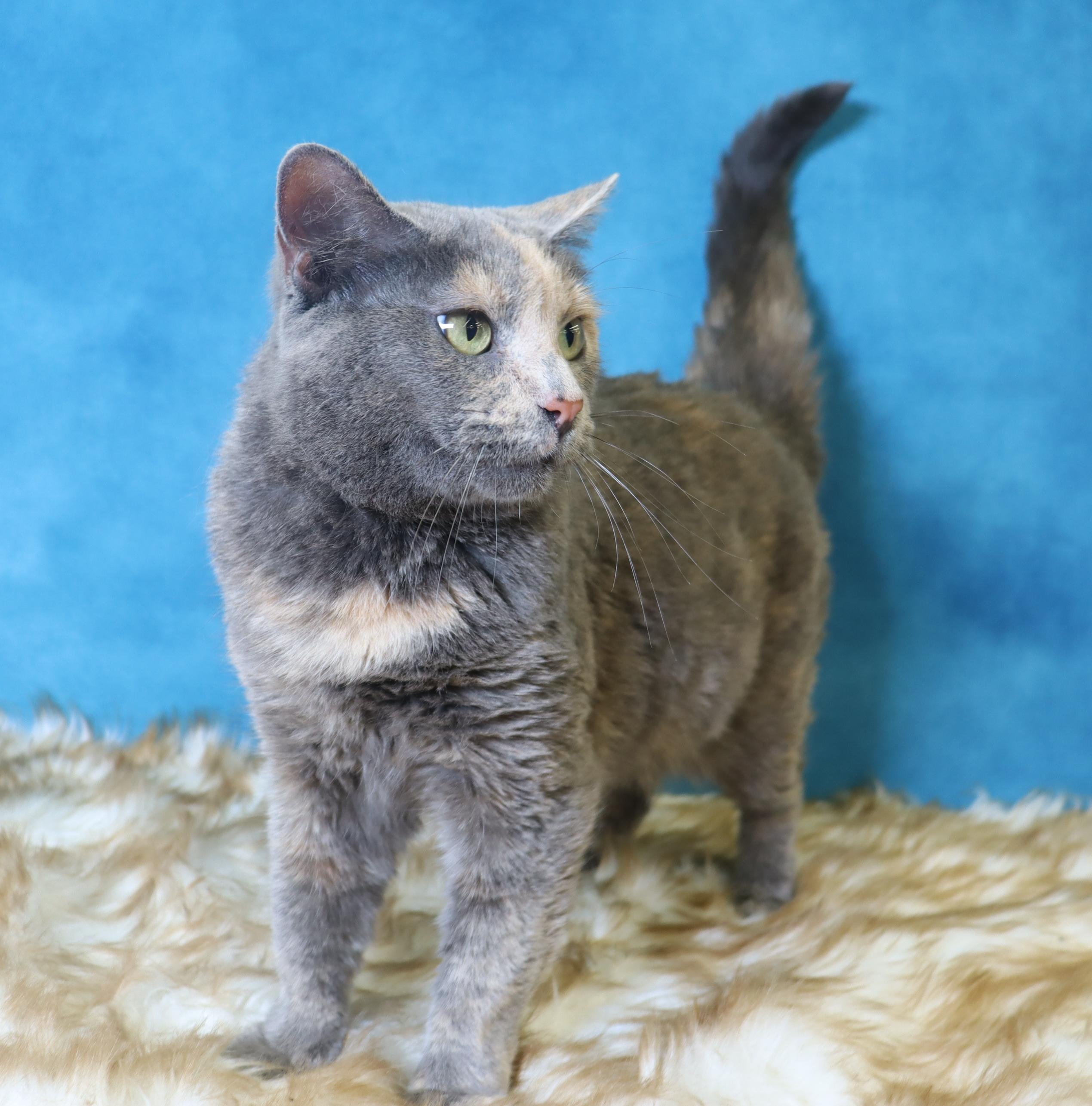 Dolly - Sweet, Petite and Grateful, a Adoptable Dilute Tortoiseshell in League City, TX image 5/5