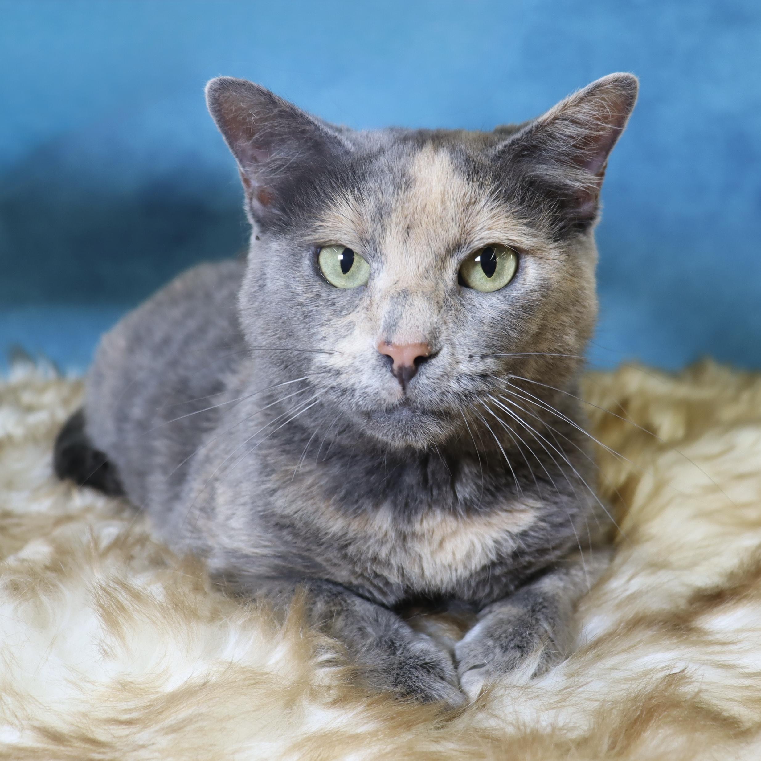 Dolly - Sweet, Petite and Grateful, Adoptable, Adult Female Dilute Tortoiseshell.