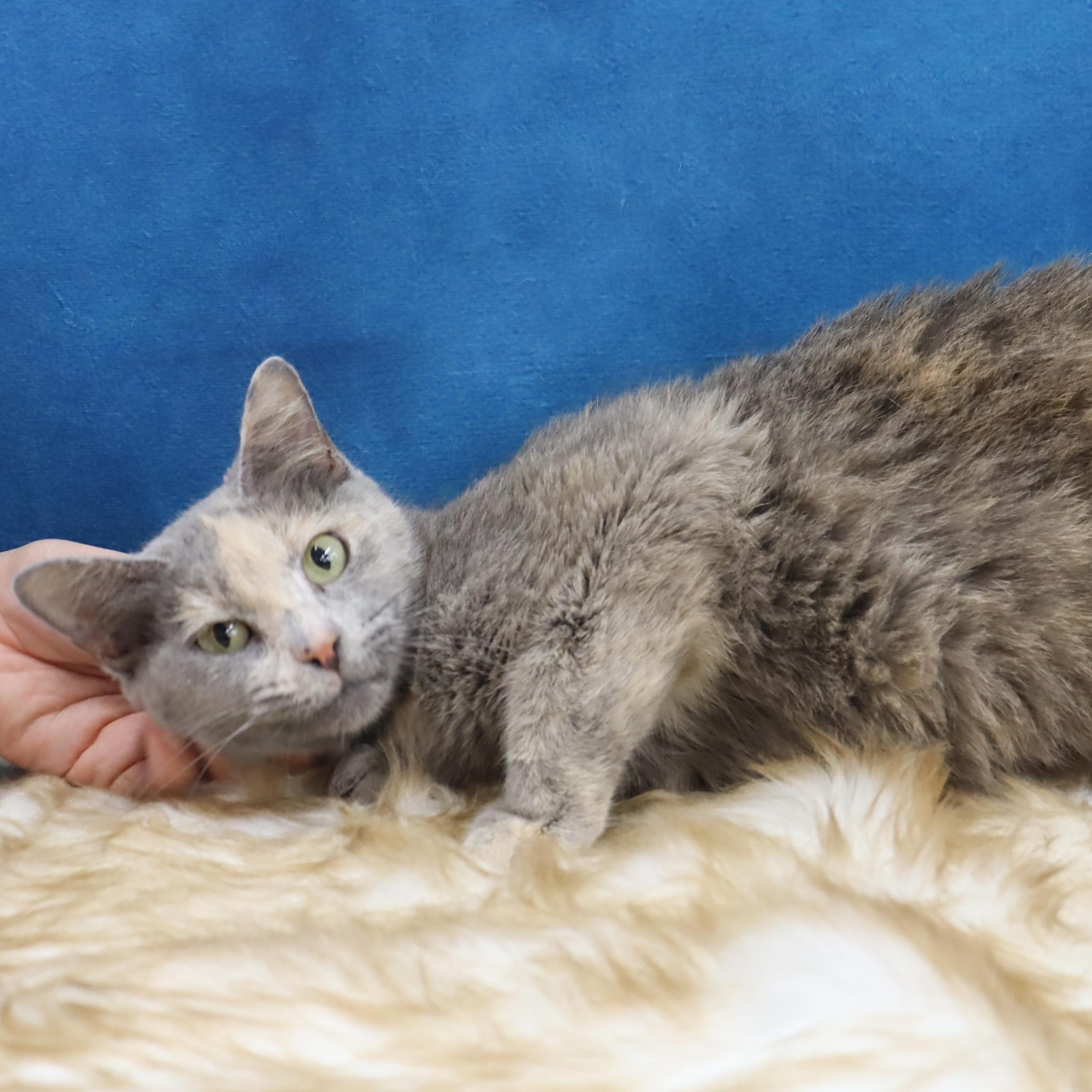 Dolly - Sweet, Petite and Grateful, a Adoptable Dilute Tortoiseshell in League City, TX image 4/5