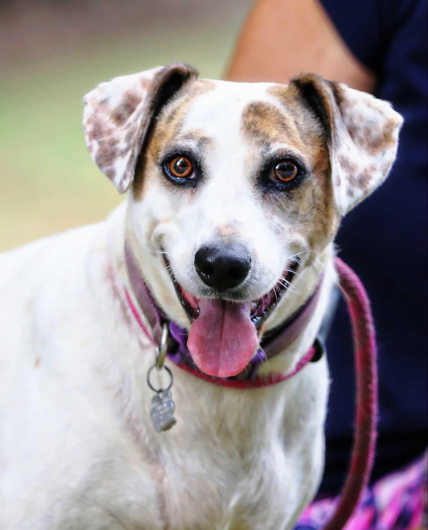 Enlarge Princess, a Adoptable mixed breed in Stuarts Draft, VA image 2/6