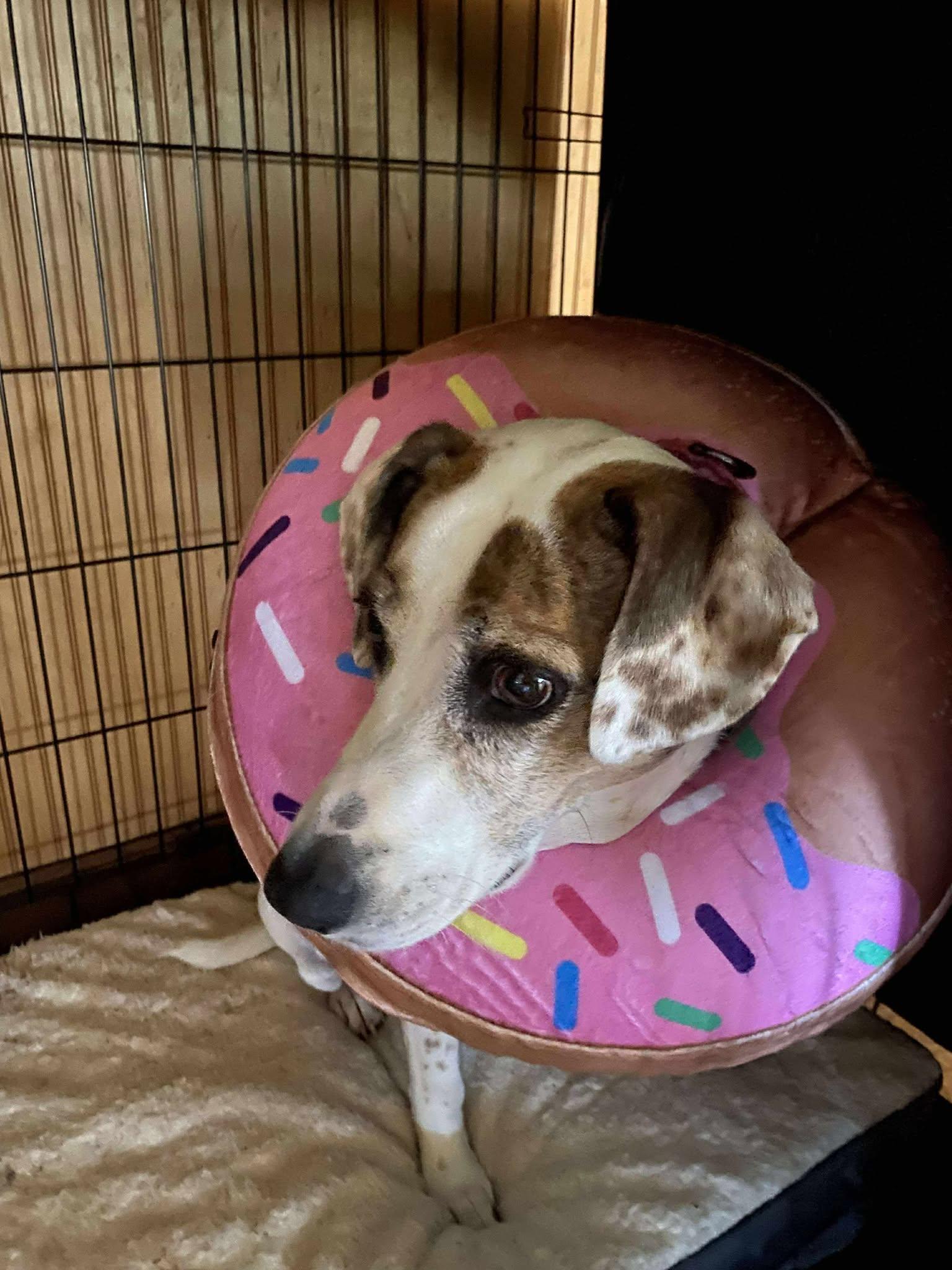 Enlarge Princess, a Adoptable mixed breed in Stuarts Draft, VA image 4/6