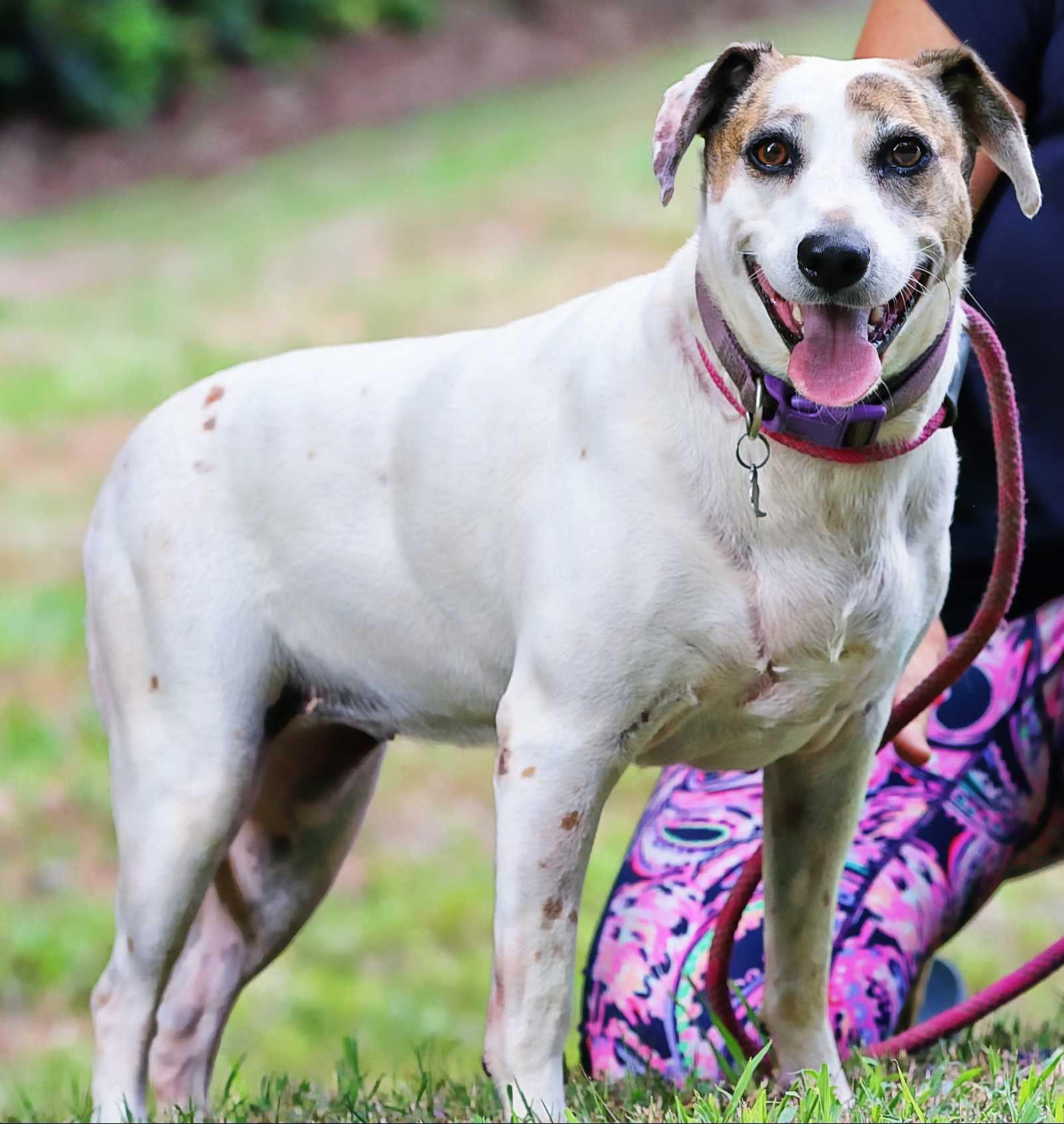 Enlarge Princess, a Adoptable mixed breed in Stuarts Draft, VA image 6/6