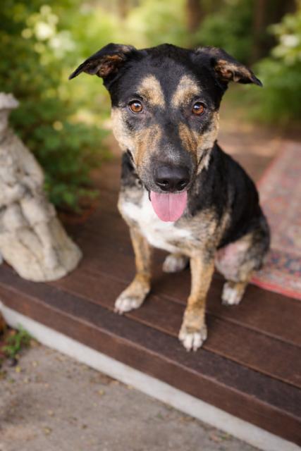 Enlarge Sasha, a Adoptable mixed breed in Mount Laurel, NJ image 5/6