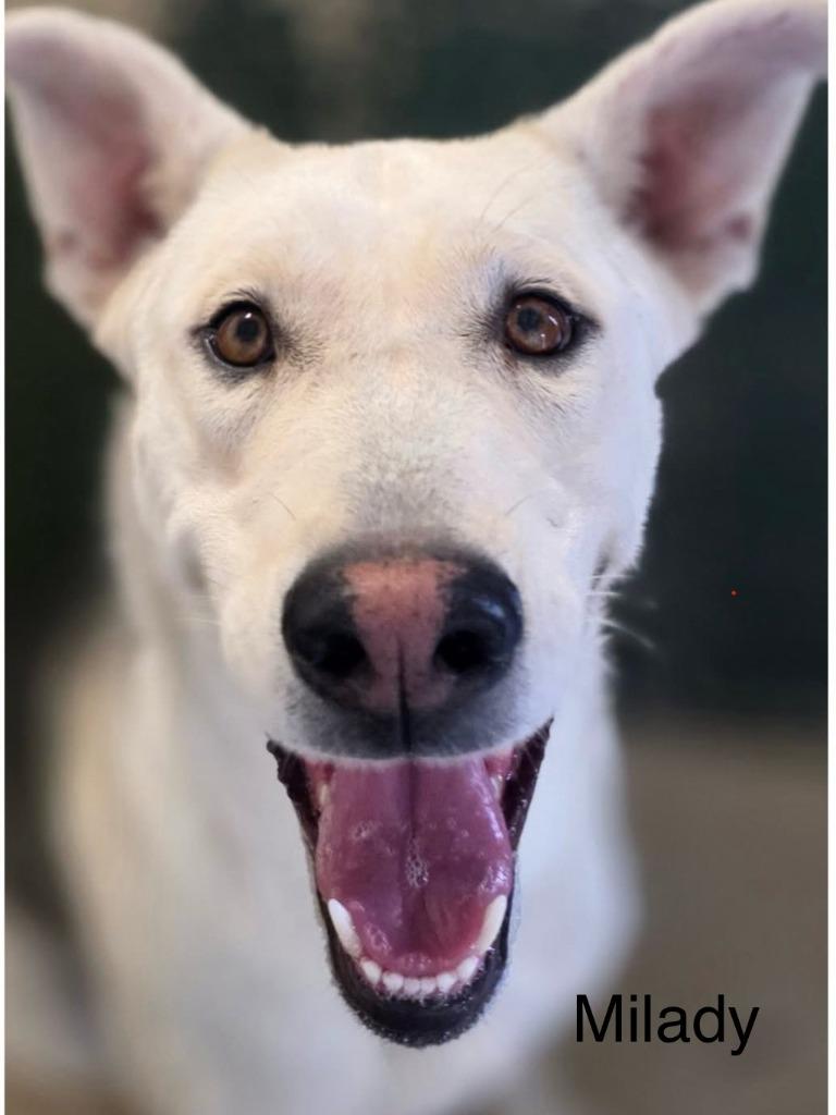Milady, Adoptable, Young Female Husky & Mixed Breed.