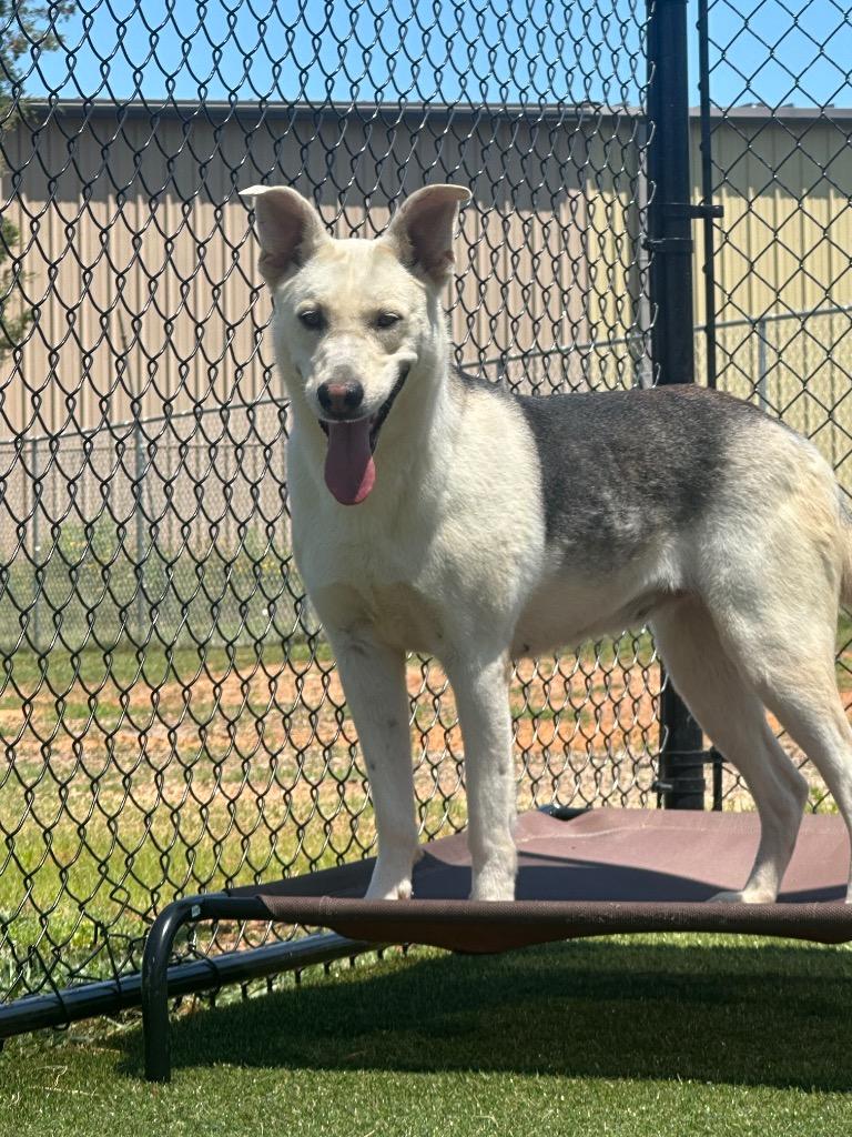 Milady, Adoptable, Young Female Husky & Mixed Breed.