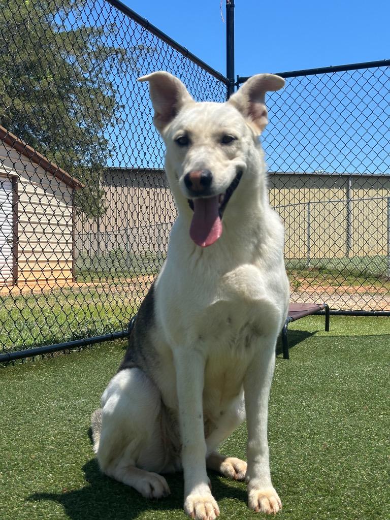 Milady, a Adoptable mixed breed in Lavonia, GA image 2/5