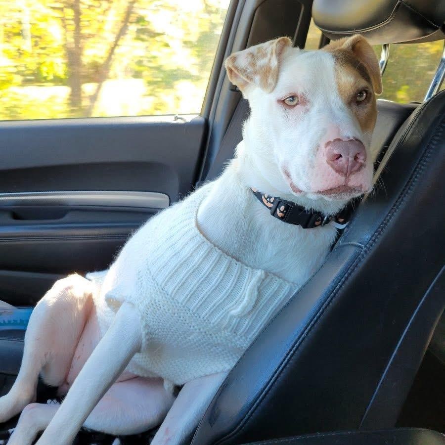 Rebekah, Adoptable, Young Female Boxer & American Bulldog.