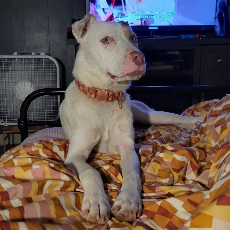 Rebekah, an adoptable Boxer, American Bulldog in Midland, MI, 48642 | Photo Image 3