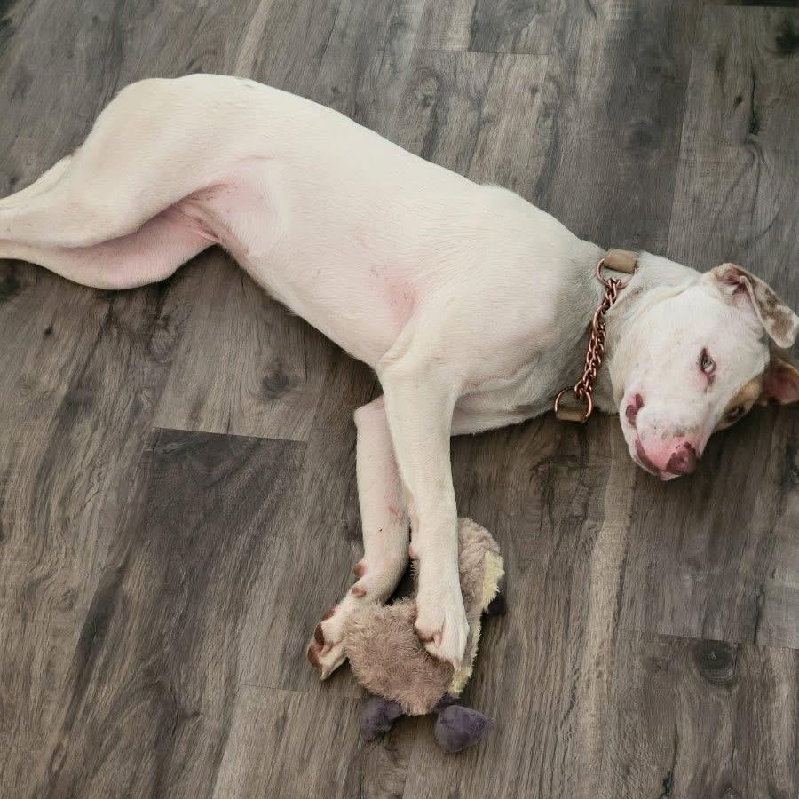 Rebekah, an adoptable Boxer, American Bulldog in Midland, MI, 48642 | Photo Image 6