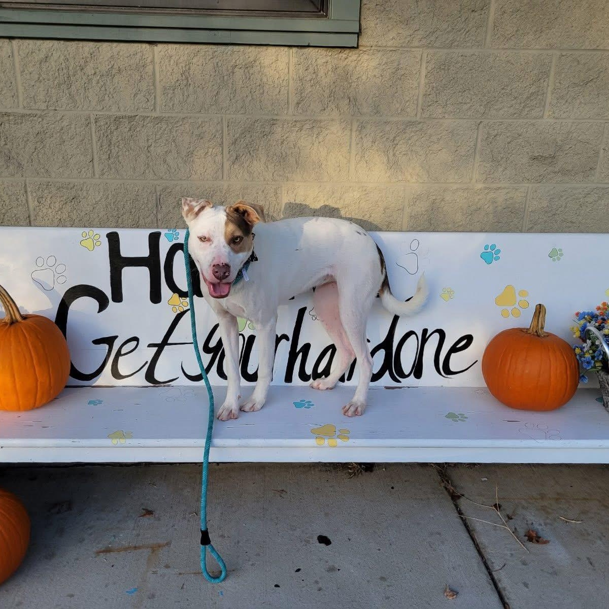 Rebekah, a Adoptable mixed breed in Midland, MI image 4/6