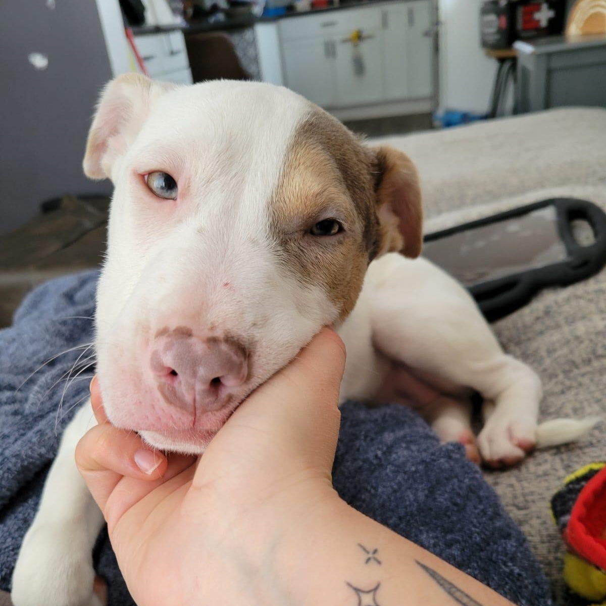 Rebekah, a Adoptable mixed breed in Midland, MI image 2/6