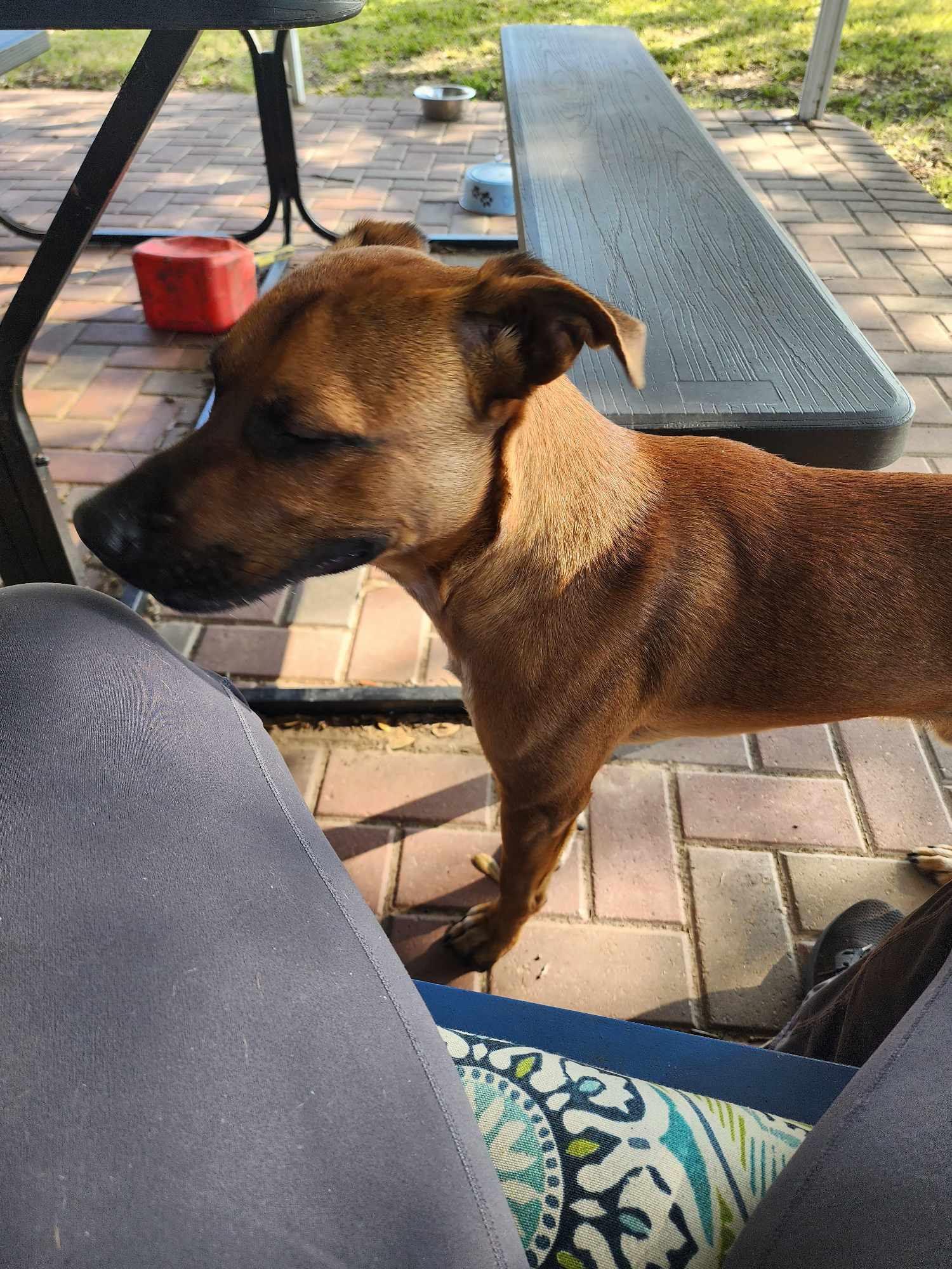 Clavo, Adoptable, Young Male Cattle Dog & Boxer.