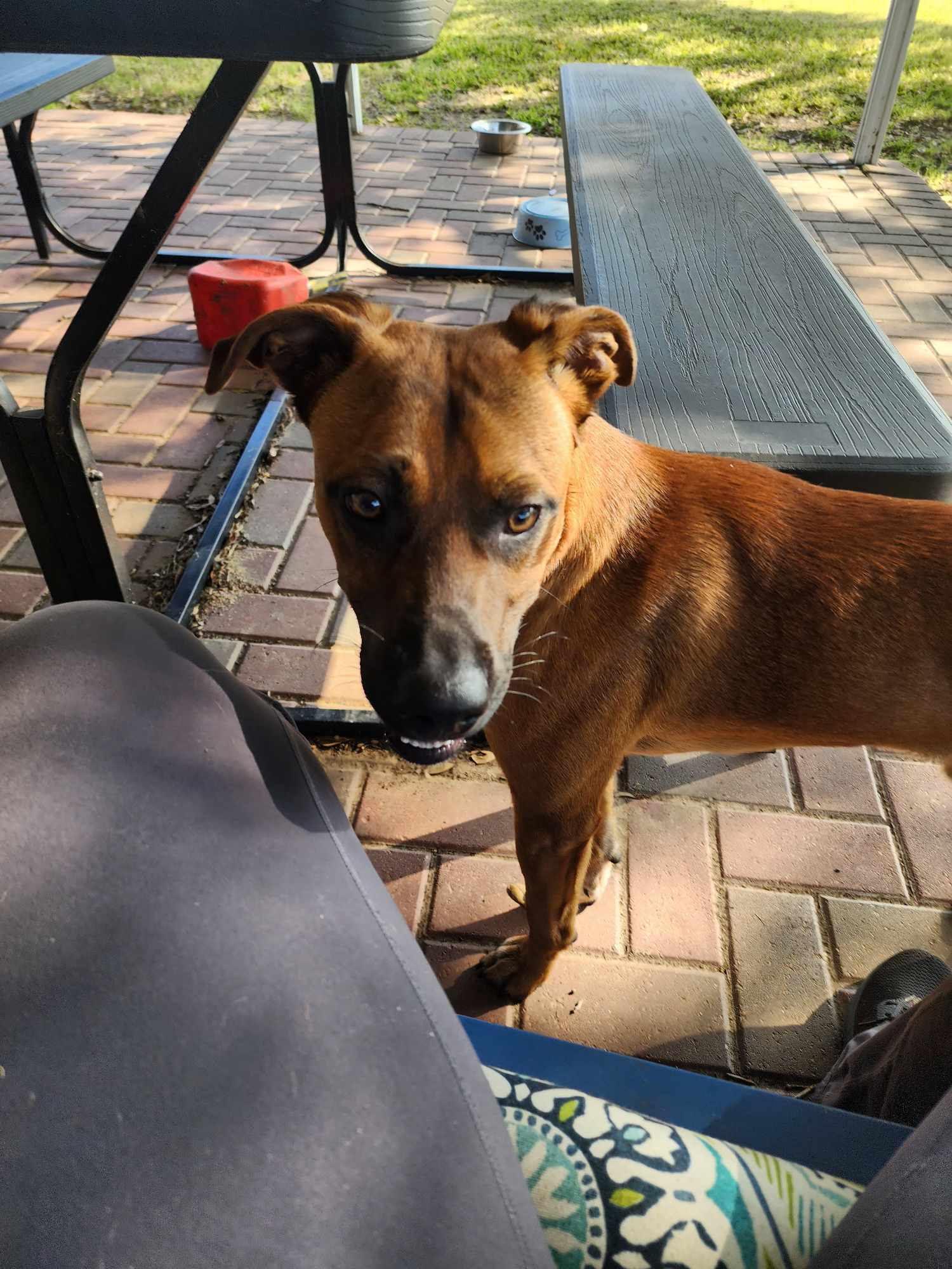 Clavo, a Adoptable mixed breed in PEARLAND, TX image 3/6