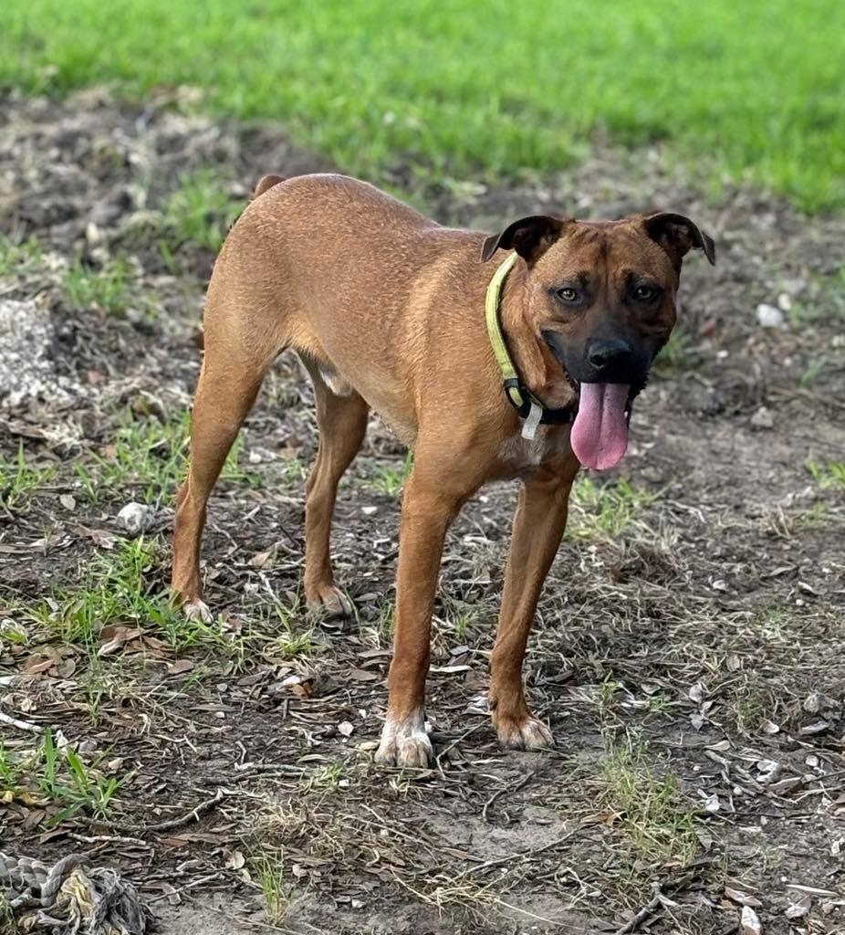 Clavo, a Adoptable mixed breed in PEARLAND, TX image 6/6