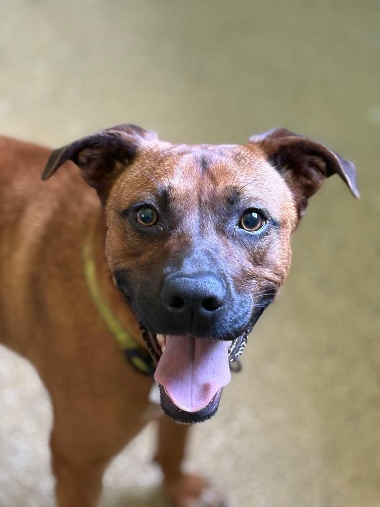 Clavo, a Adoptable mixed breed in PEARLAND, TX image 5/6