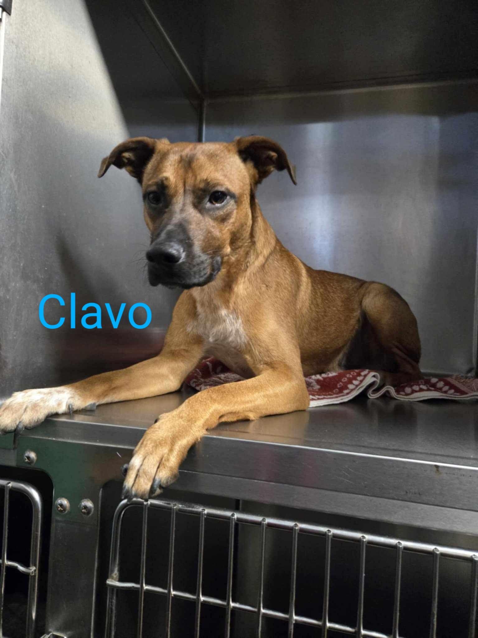 Clavo