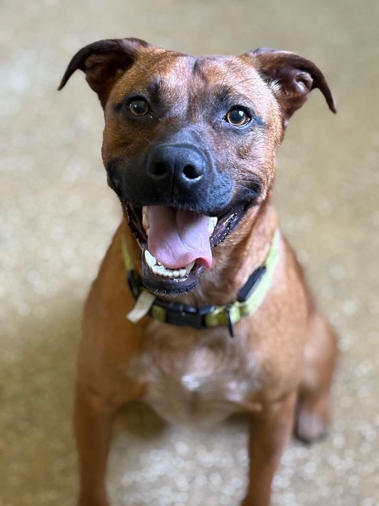 Clavo, Adoptable, Young Male Cattle Dog & Boxer.